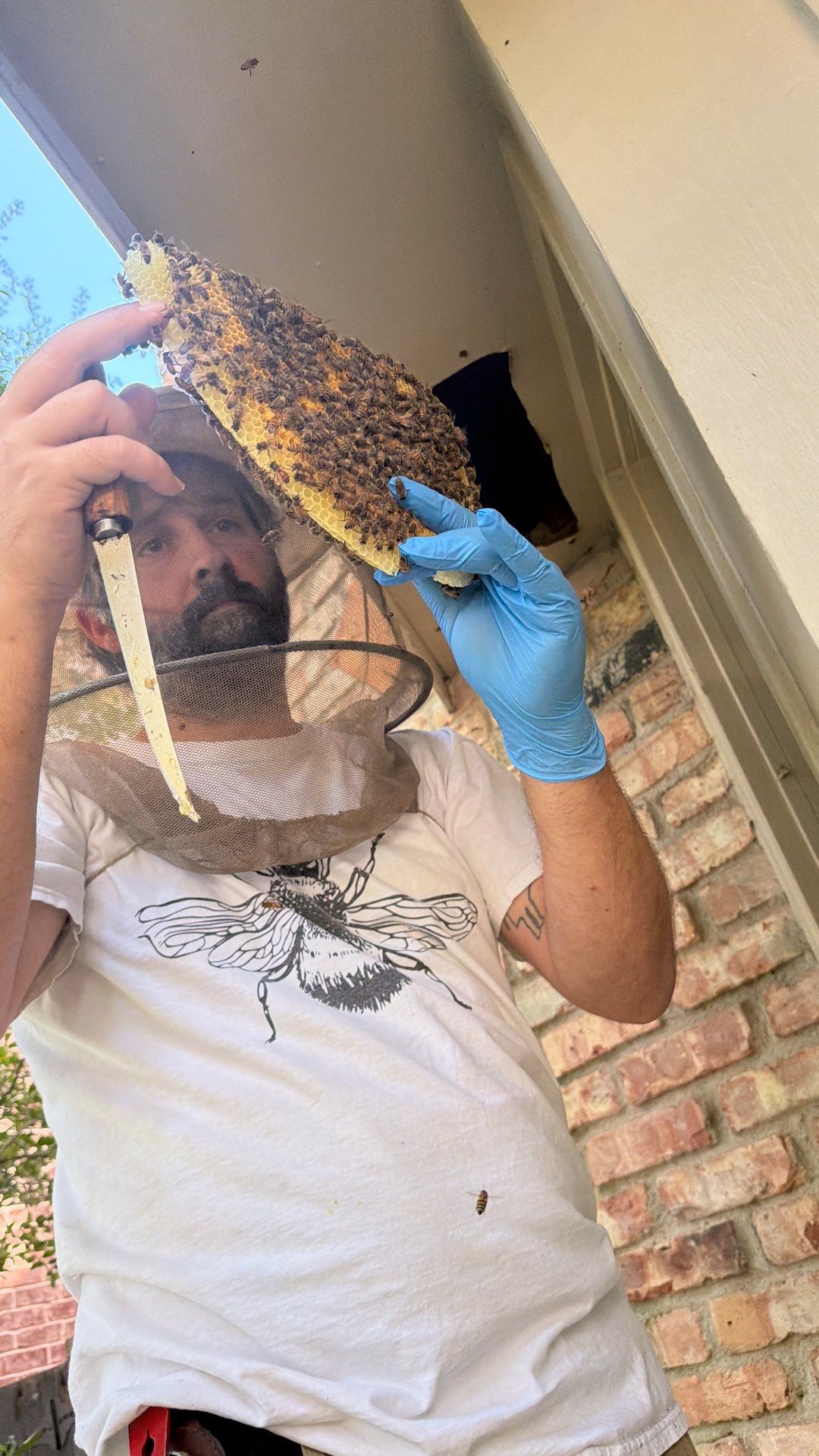 Why hire a professional? by Rockwall Honey Bee Company