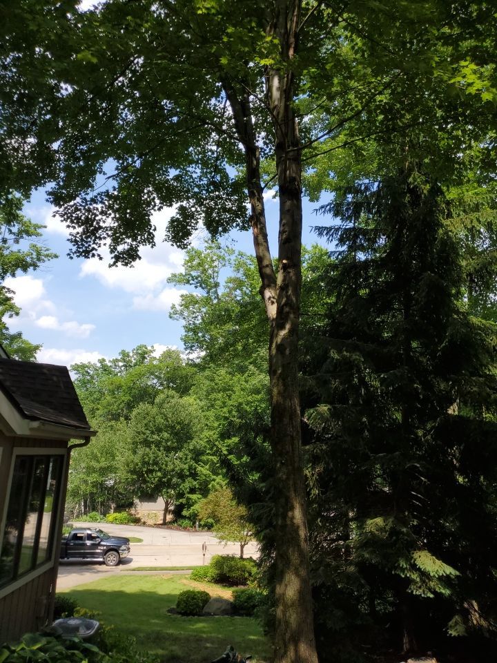 Tree Trimming using Tree Pruing by Mike Jones & Sons Tree Service LLC 