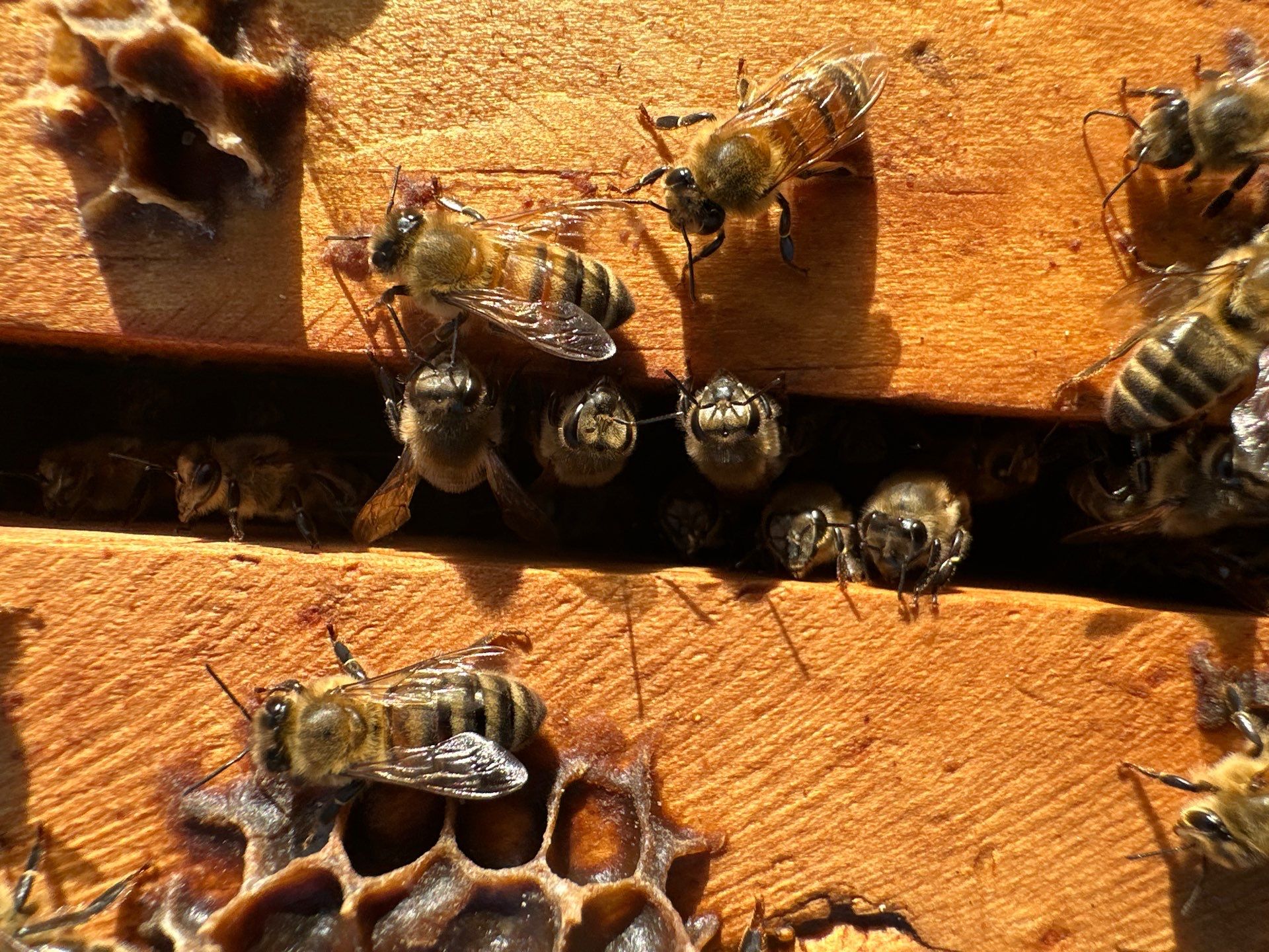 Downtown Apartment Rooftop  by Rockwall Honey Bee Company