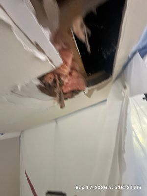 Black Mold Removal — Fort Myers, FL