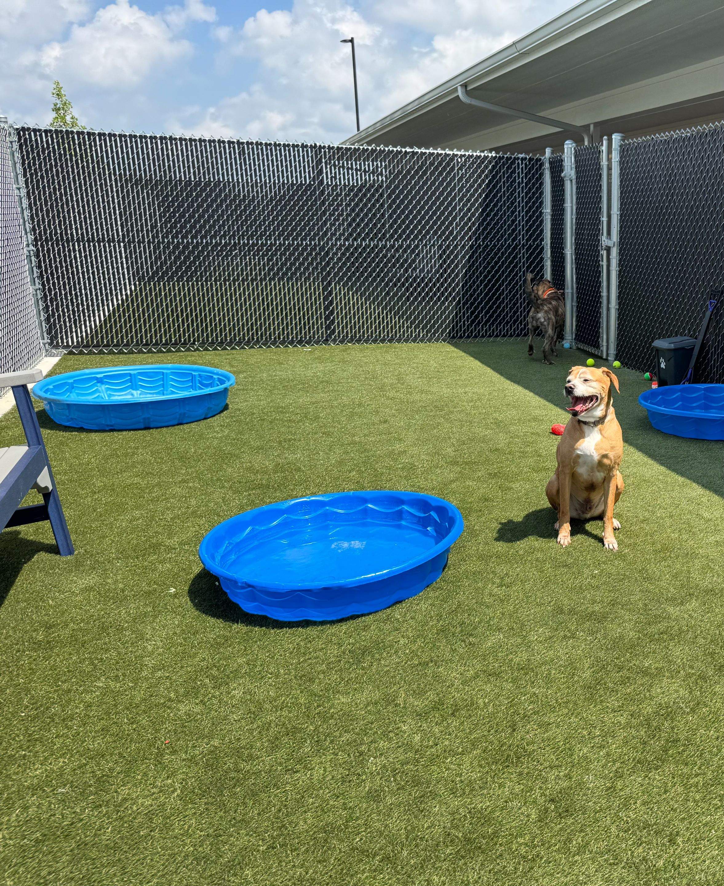 Humane Society for Greater Lafayette by ForeverLawn NEIN/INDY