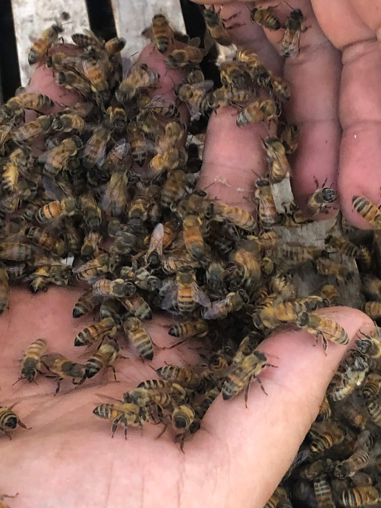 Bees Handled by Rockwall Honey Bee Company