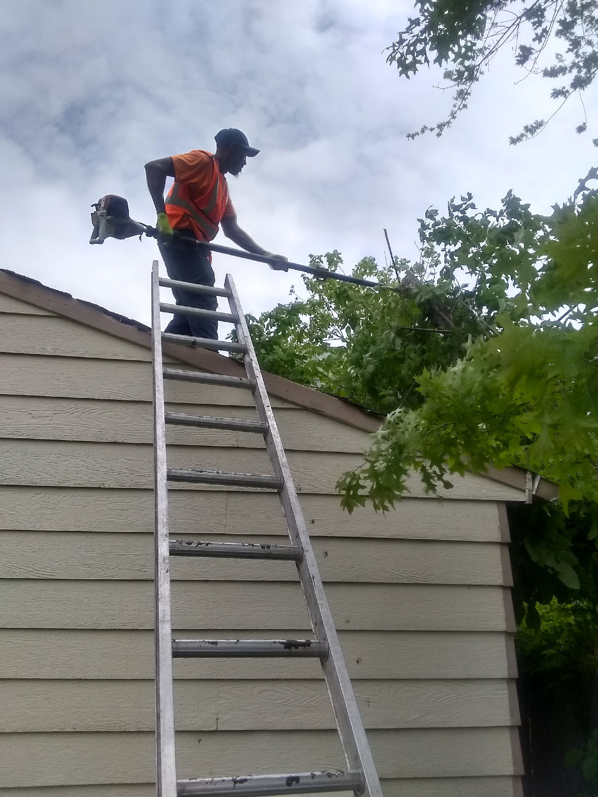 Tree Removal using Tree Removal by Mike Jones & Sons Tree Service LLC 