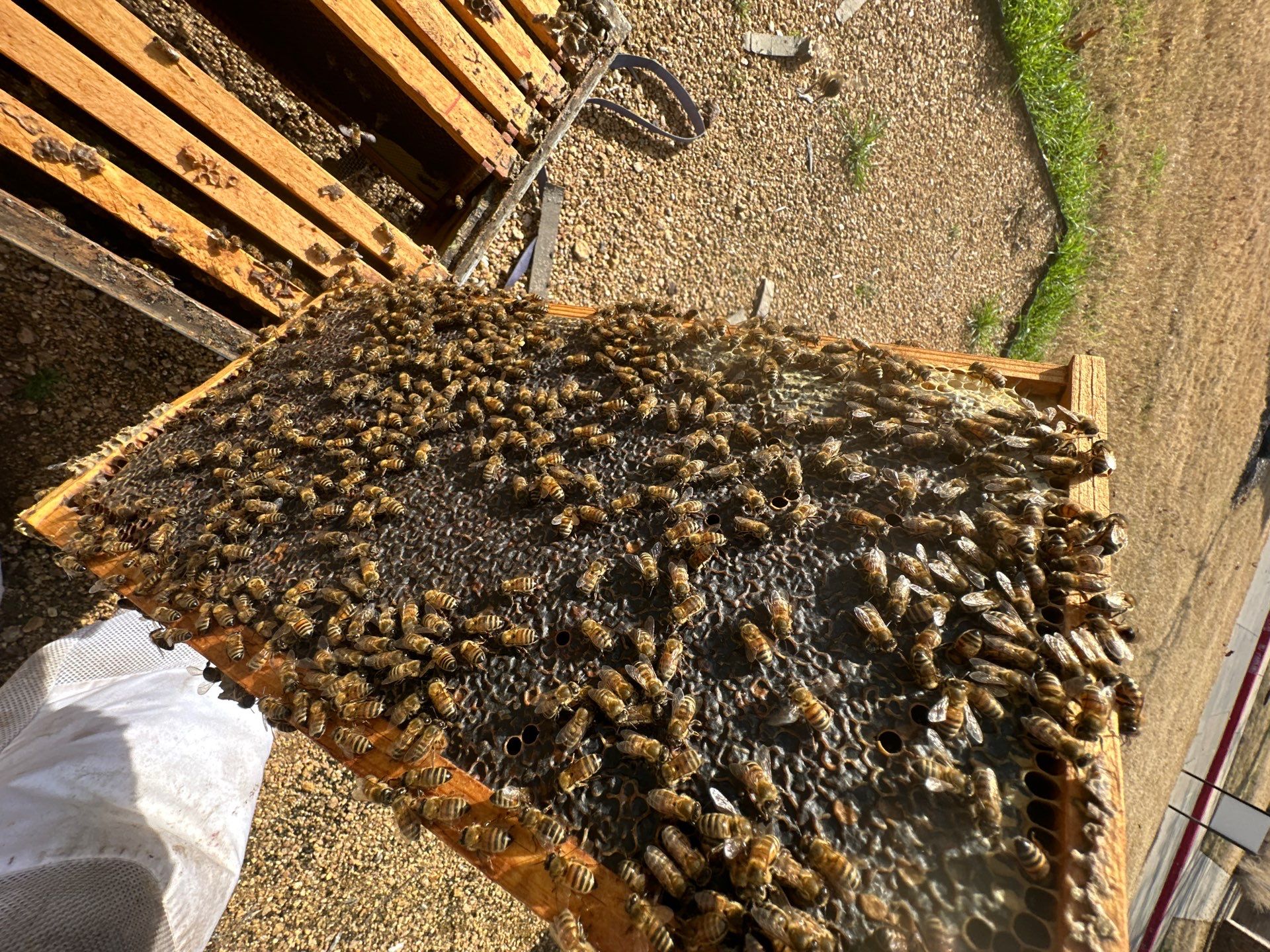 Richdardson Corporate Bees by Rockwall Honey Bee Company