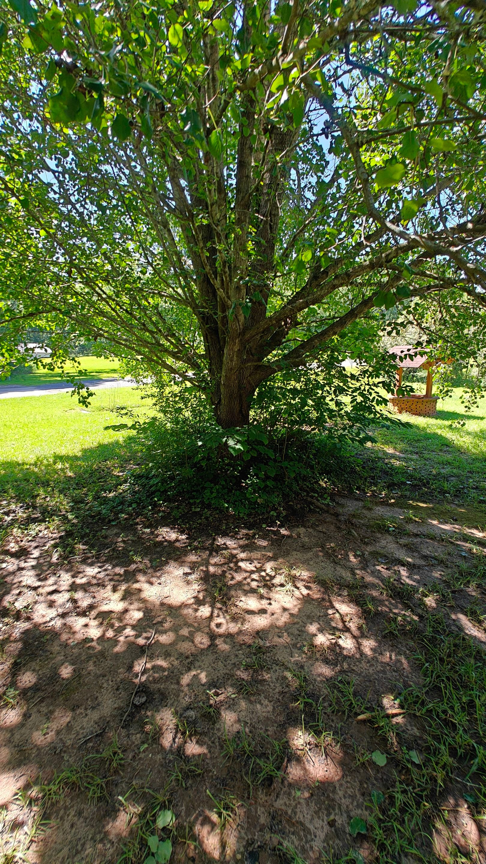 Bi Weekly Landscaping/ Weeding  by College Bros Outdoor services