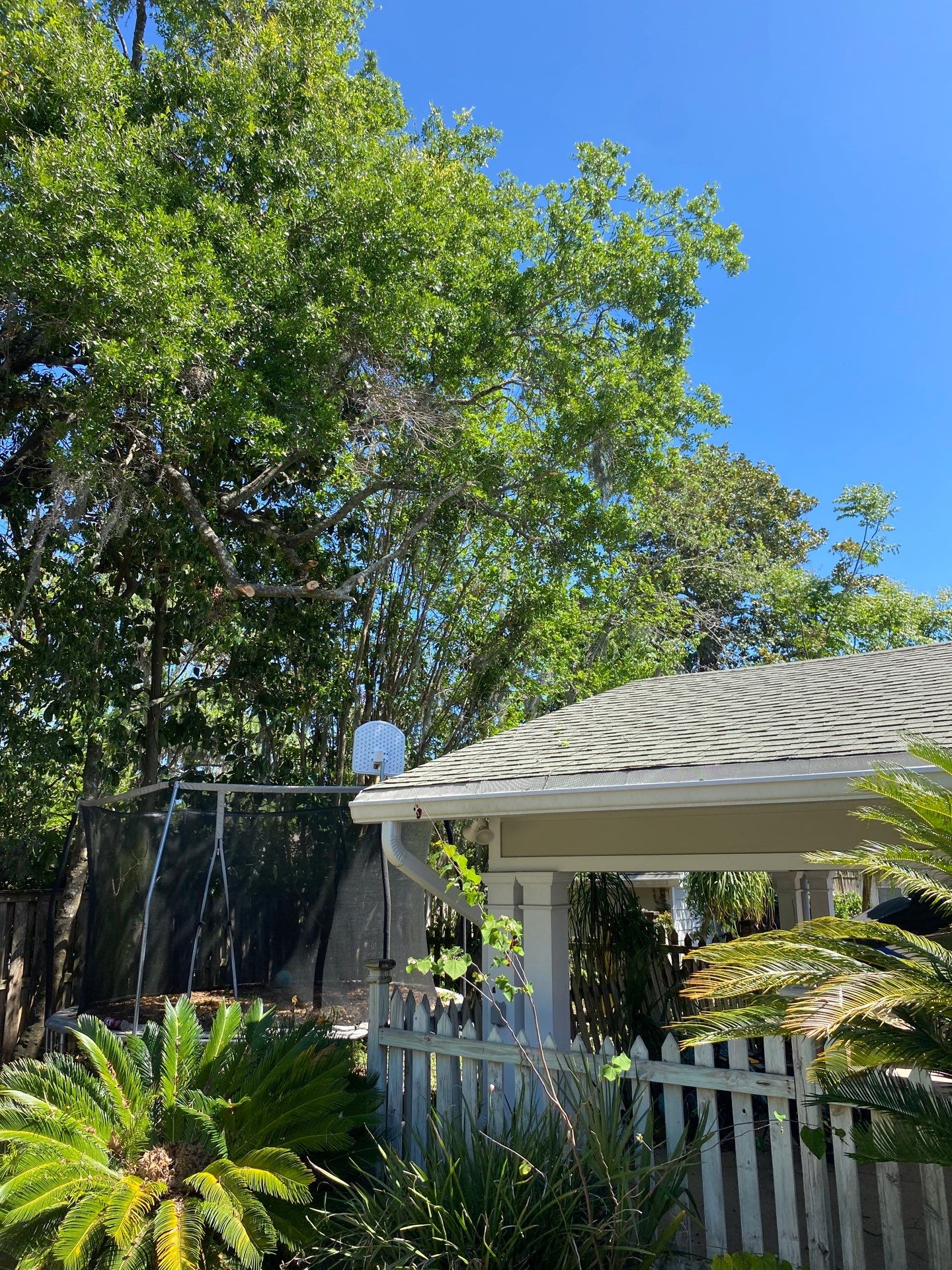 Residential | Tree Removal & Trimming by ProGreen Services