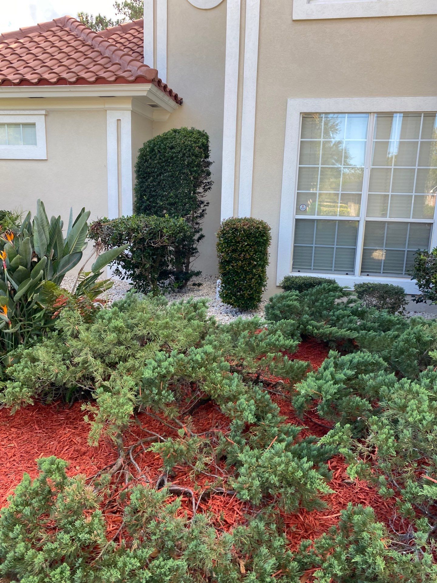 Deerwood Resident | Palm Trimming & Ground Cover by ProGreen Services