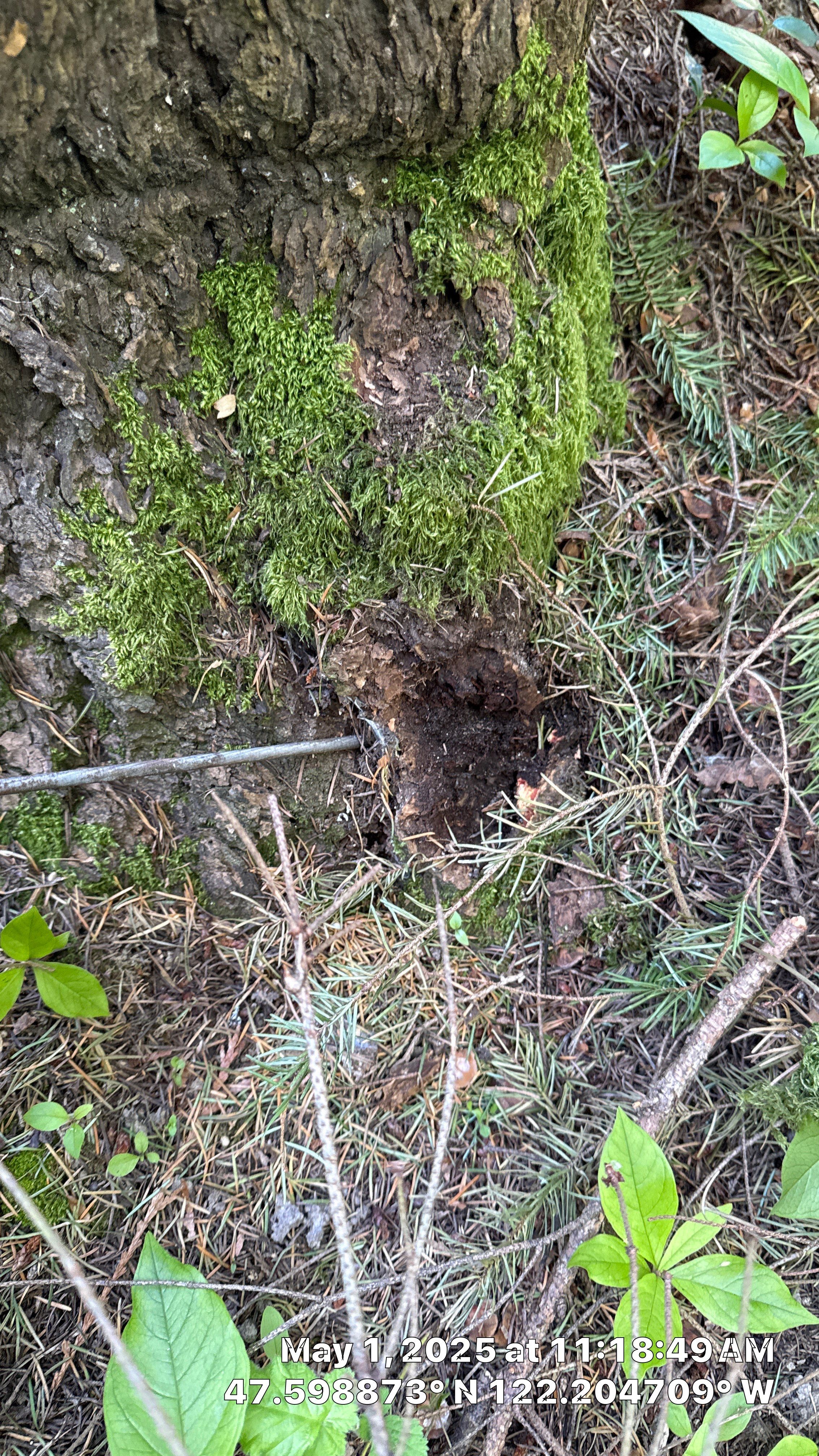 Bellevue Arborist Assessment using Level 1 Visual Assessment by Sound Tree Care LLC