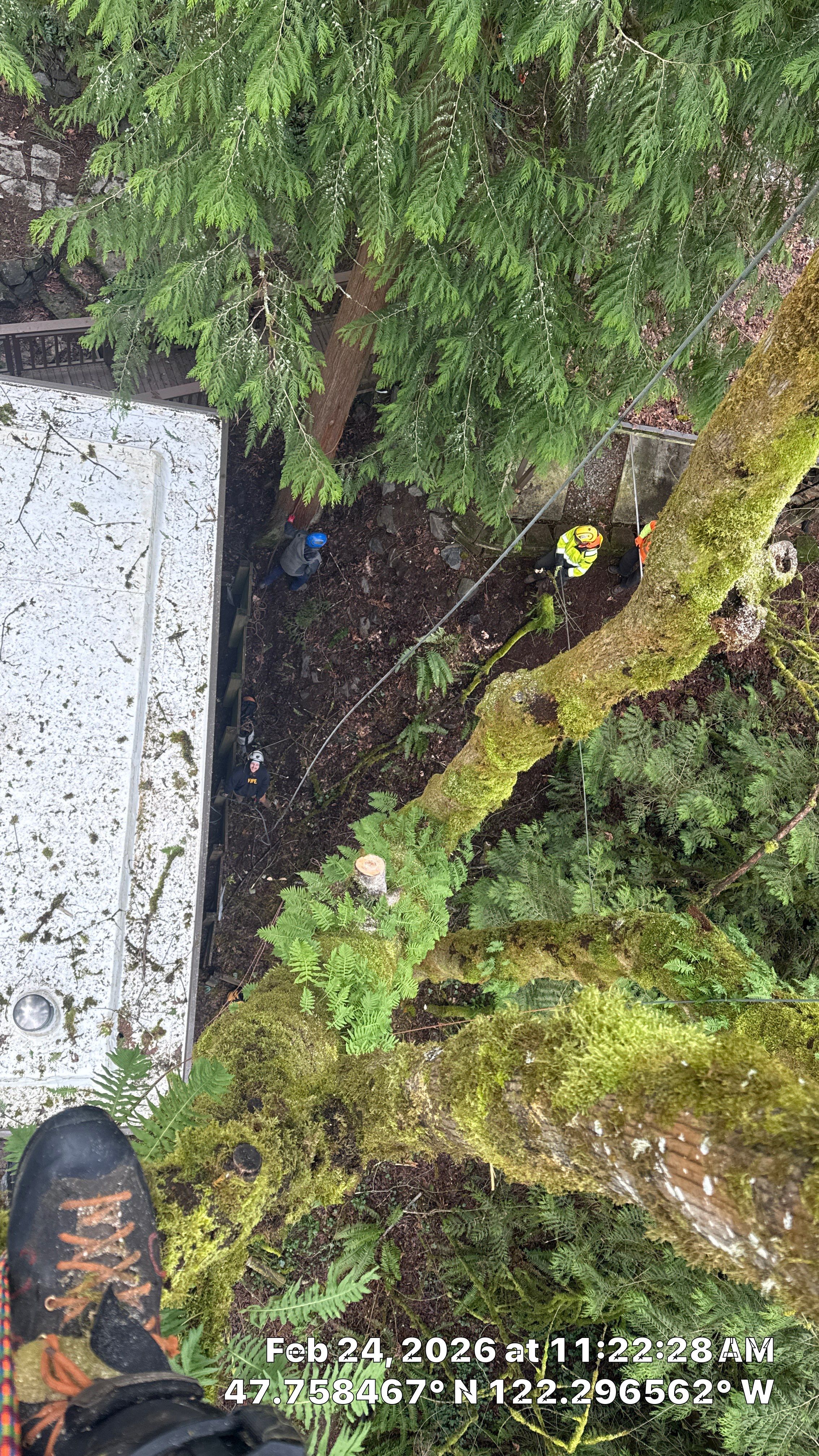 Lake Forest Park Maple Tree Removal – Permitted & Risk-Assessed by Sound Tree Care LLC