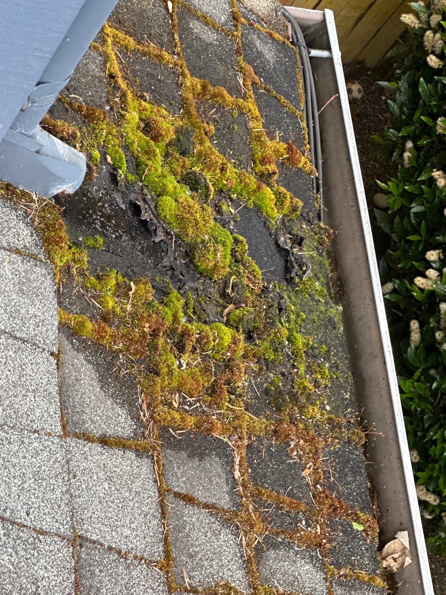 Softwashed in many Years back, and organic regrowth significant by DawnSky LLC