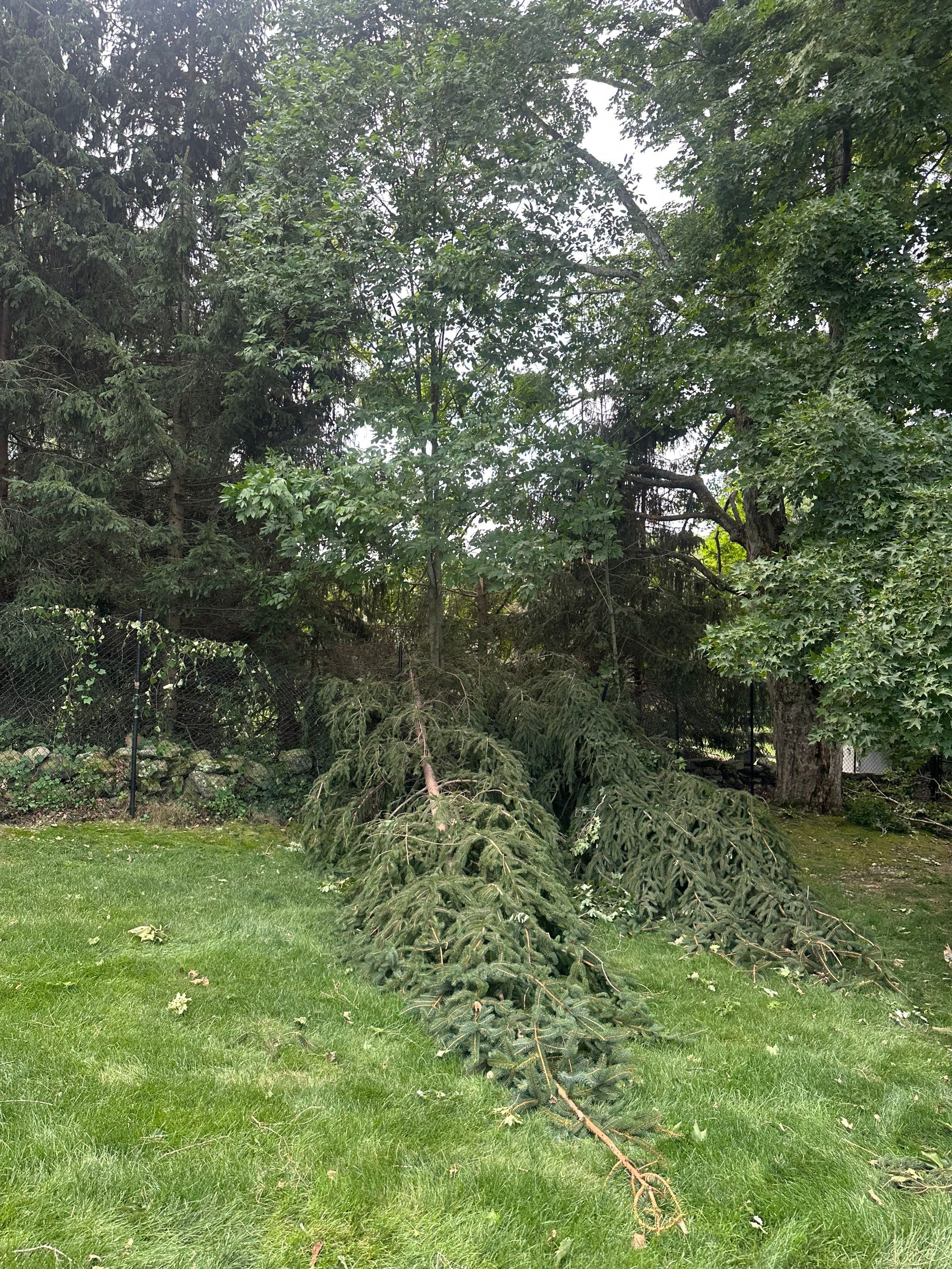 Emergency Tornado Damage Cleanup and Hazardous Tree Removal in Harrison by Fox Hill Luxury Real Estate Services