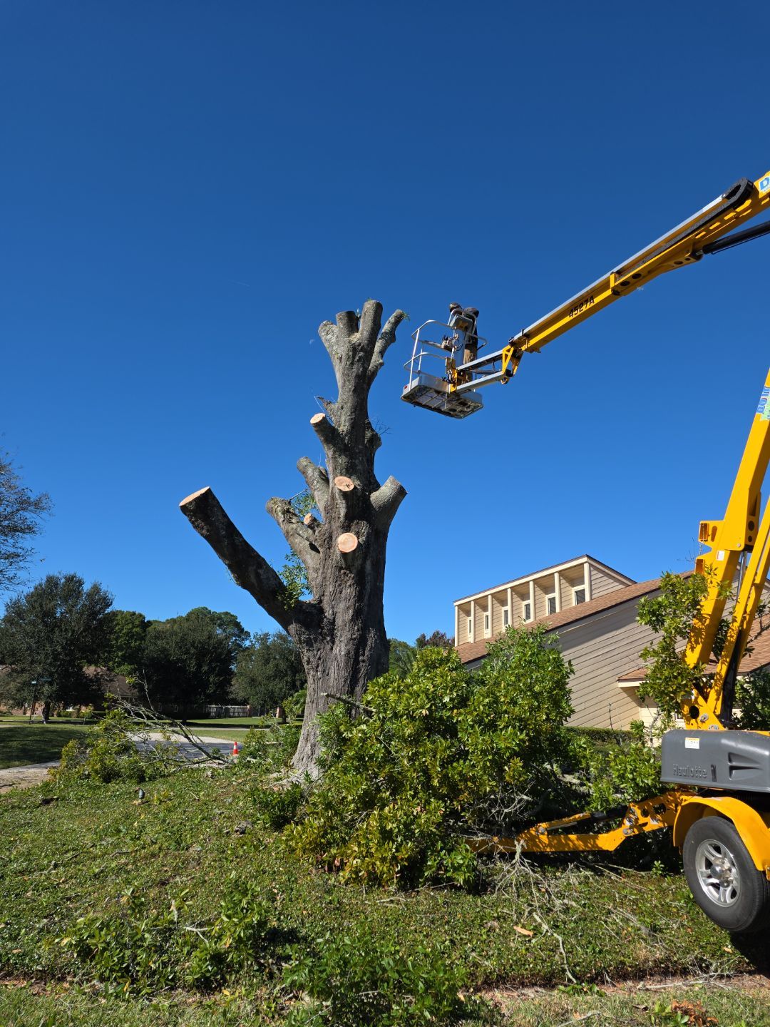 Deerwood Resident | Tree Removal & Stump Grinding by ProGreen Services