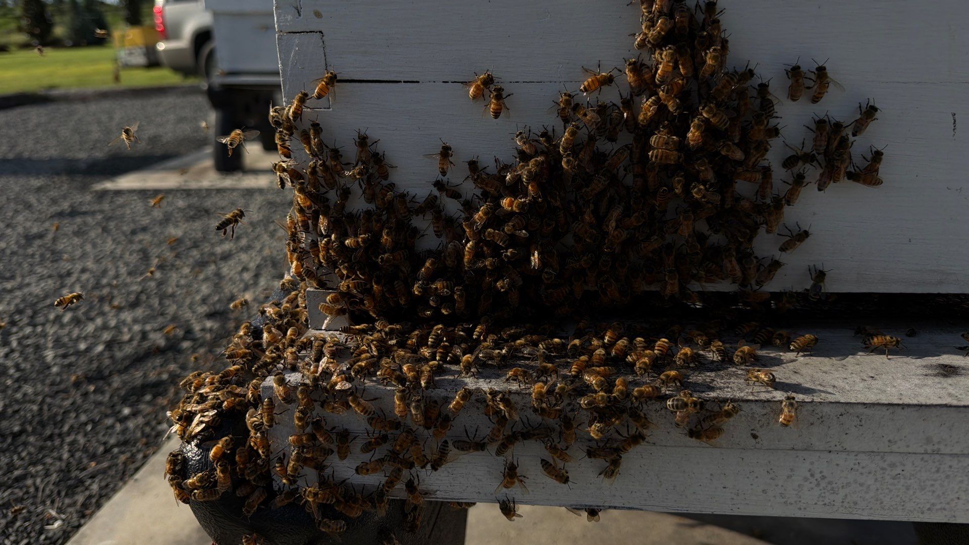 Momma K’s apiary by Rockwall Honey Bee Company