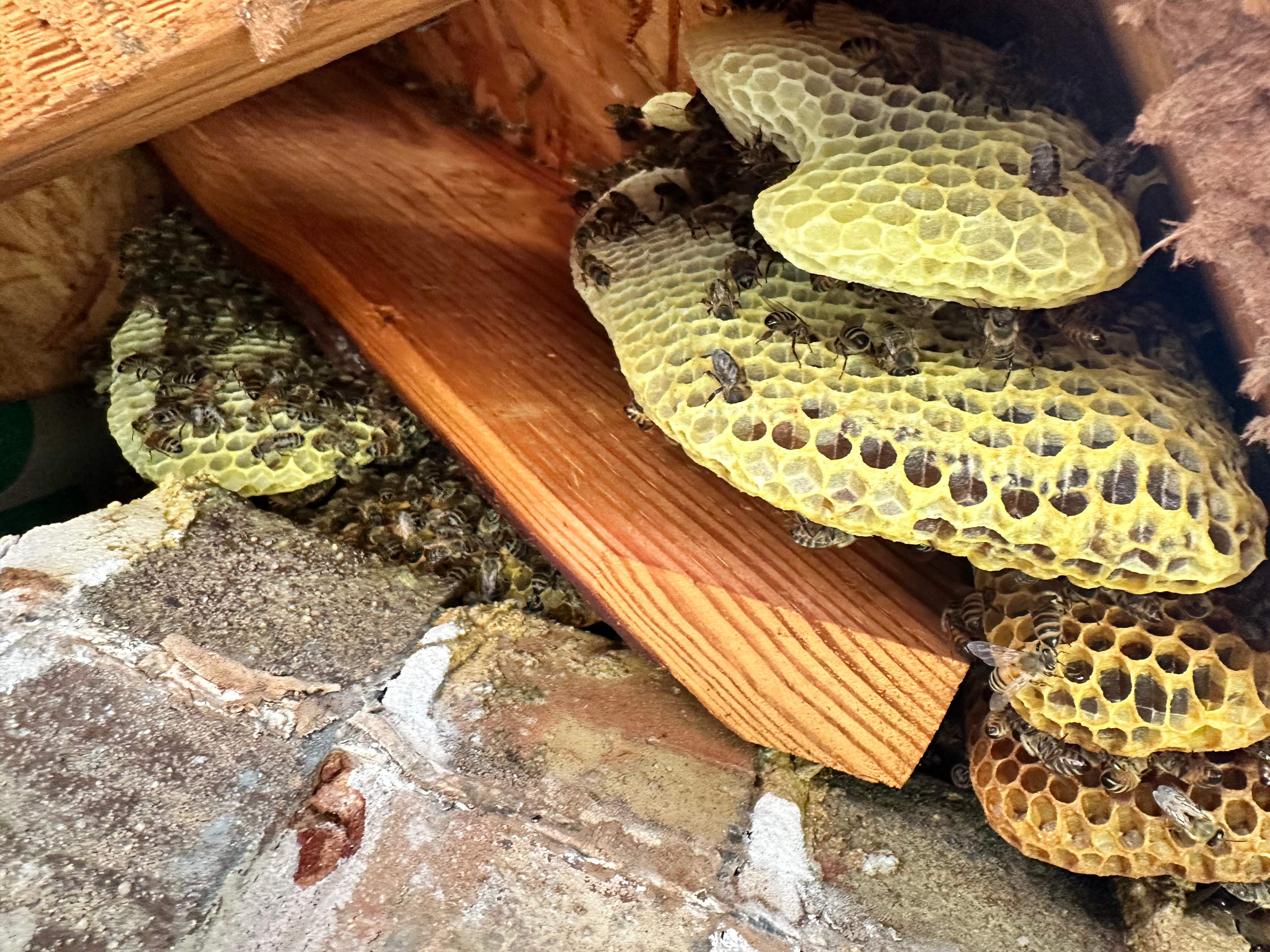 High Bees by Rockwall Honey Bee Company