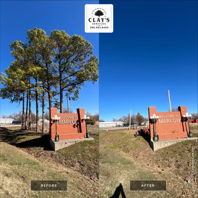 Pine Removals