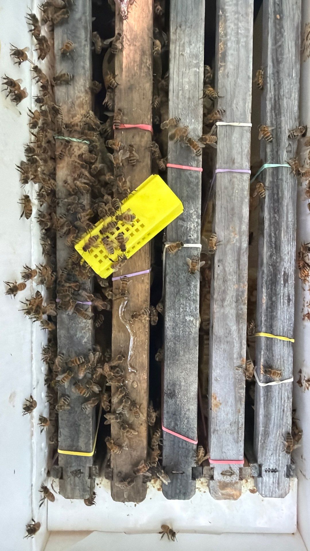 Bee Auth-ority by Rockwall Honey Bee Company