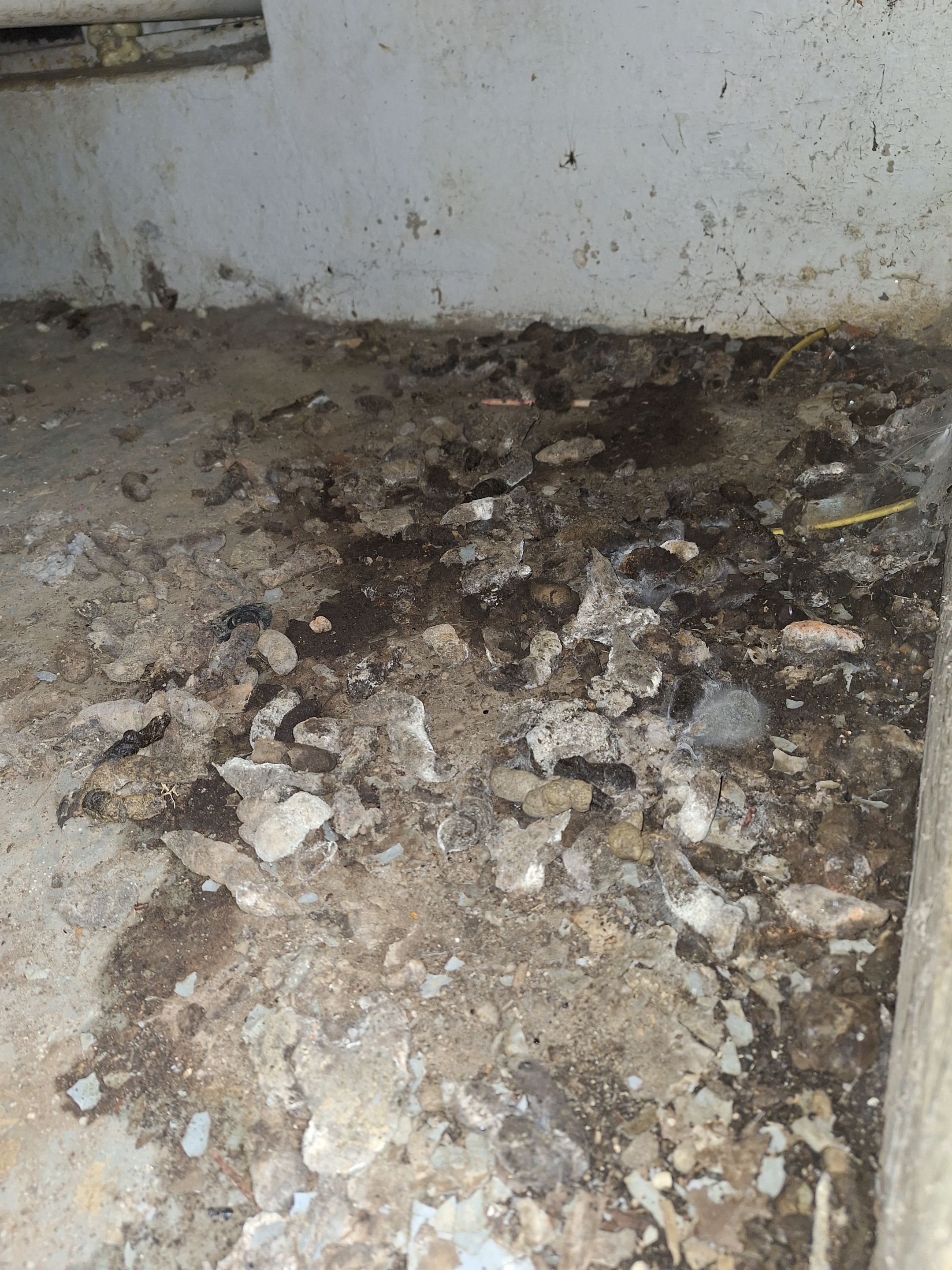 Biohazard Crawlspace by ANR Restoration