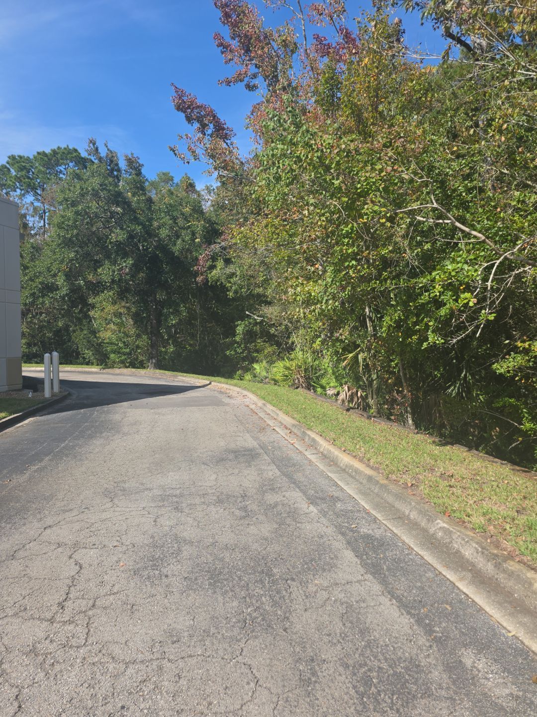 Tree & Palm Trimming | Commercial Property by ProGreen Services