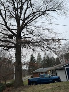 Tree Trimming using Tree Pruing by Mike Jones & Sons Tree Service LLC 