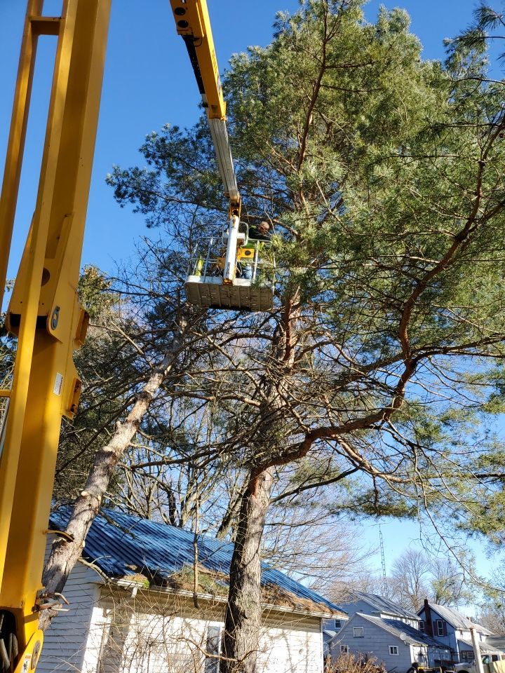 Storm Damaged Tree Removal  using Tree Removal by Mike Jones & Sons Tree Service LLC 