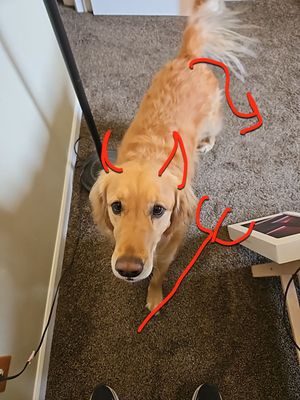 Bad Dog