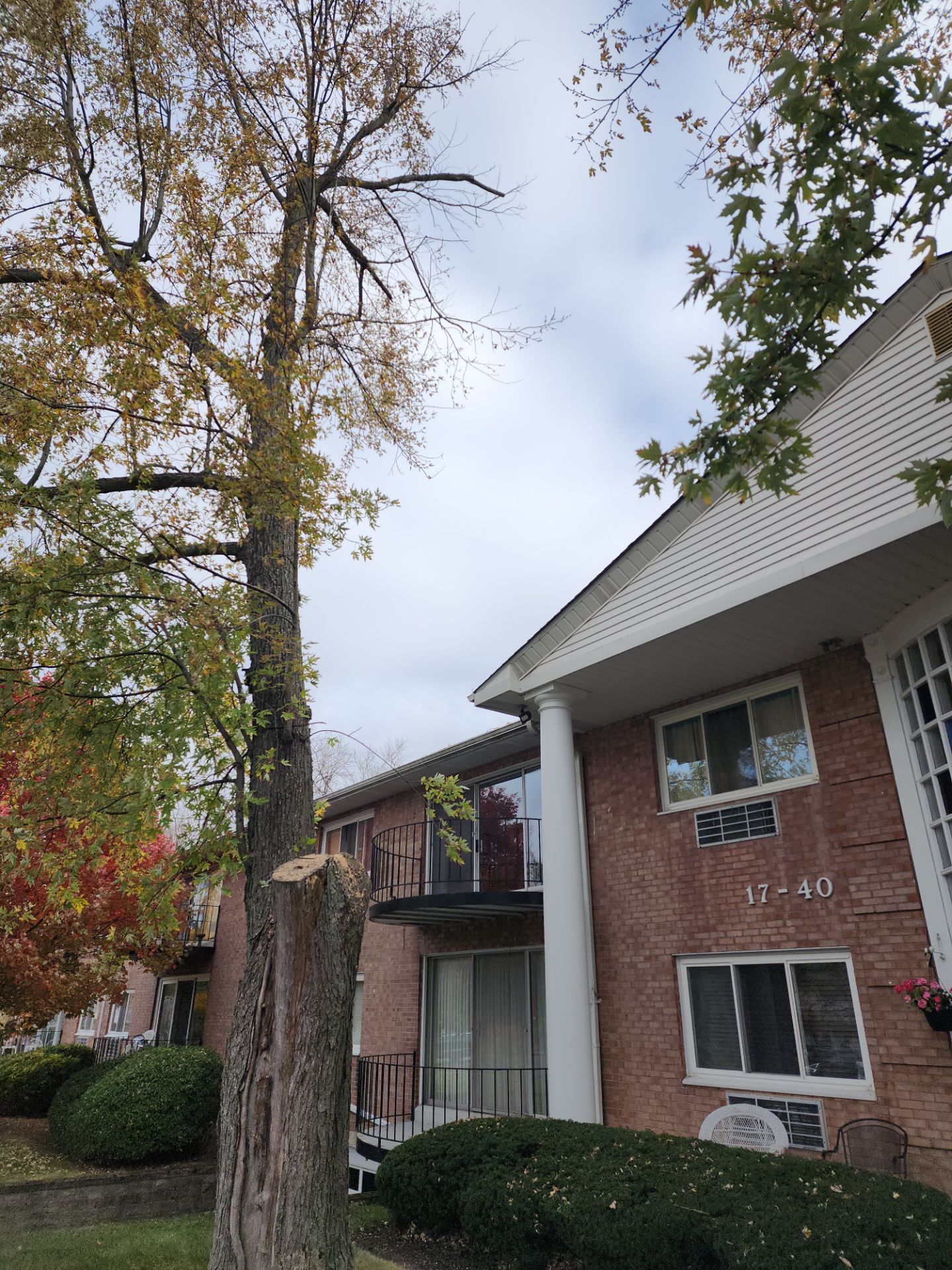 Emergency Job: Removal of Branch by Treeman Tom LLC