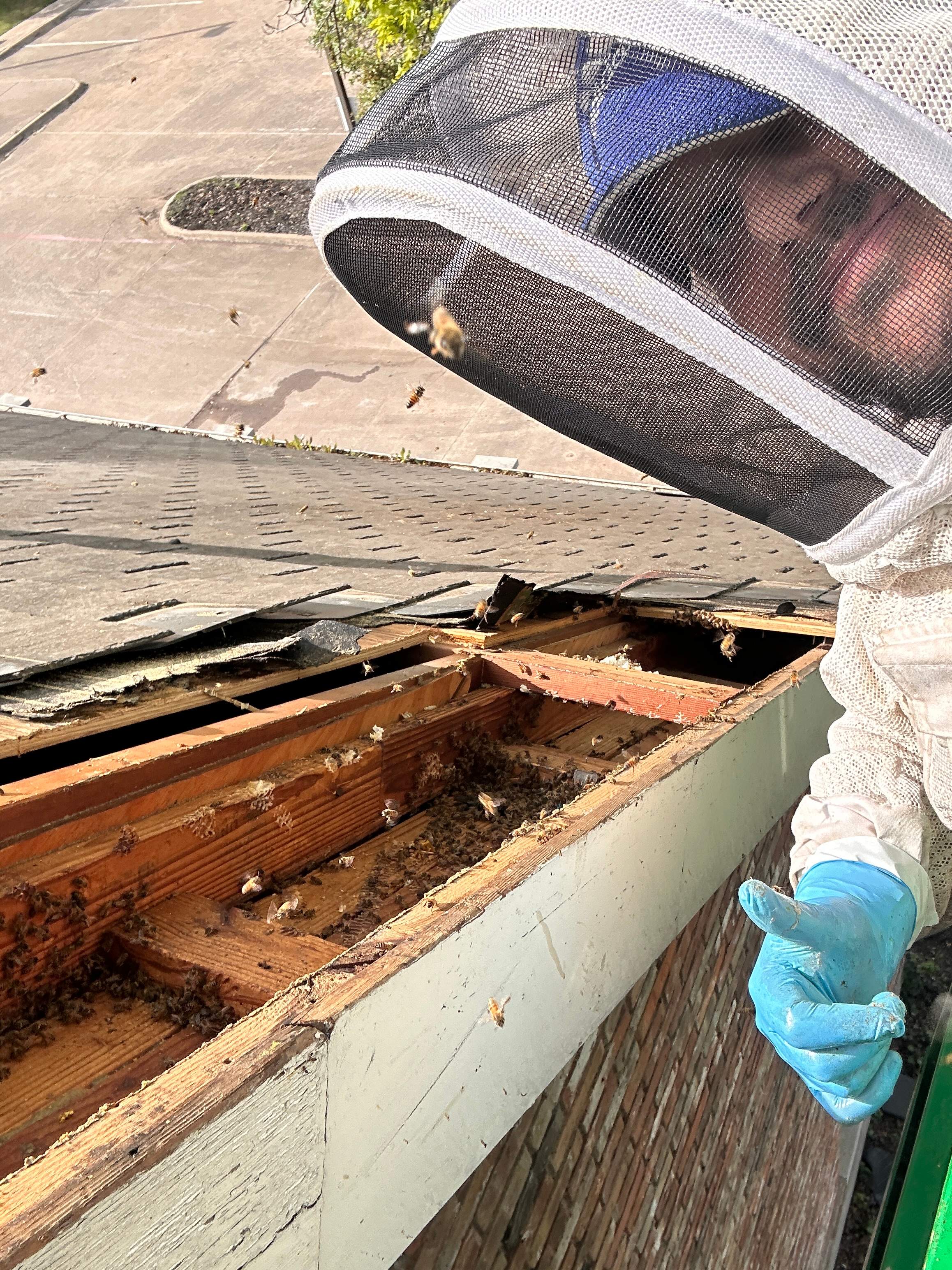 Commercial Roof by Rockwall Honey Bee Company