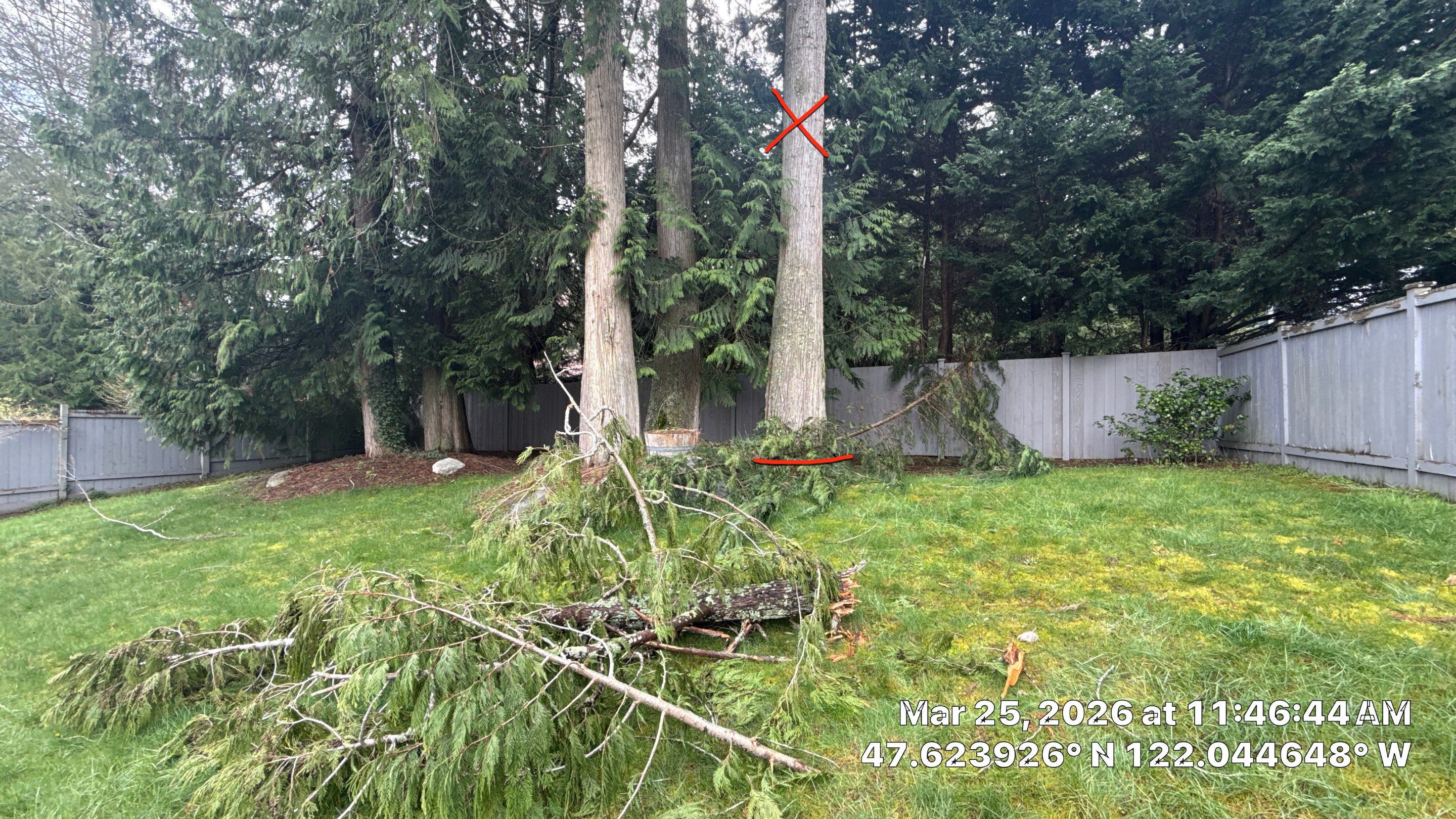Emergency Tree Removal and Storm Cleanup in Sammamish by Sound Tree Care LLC