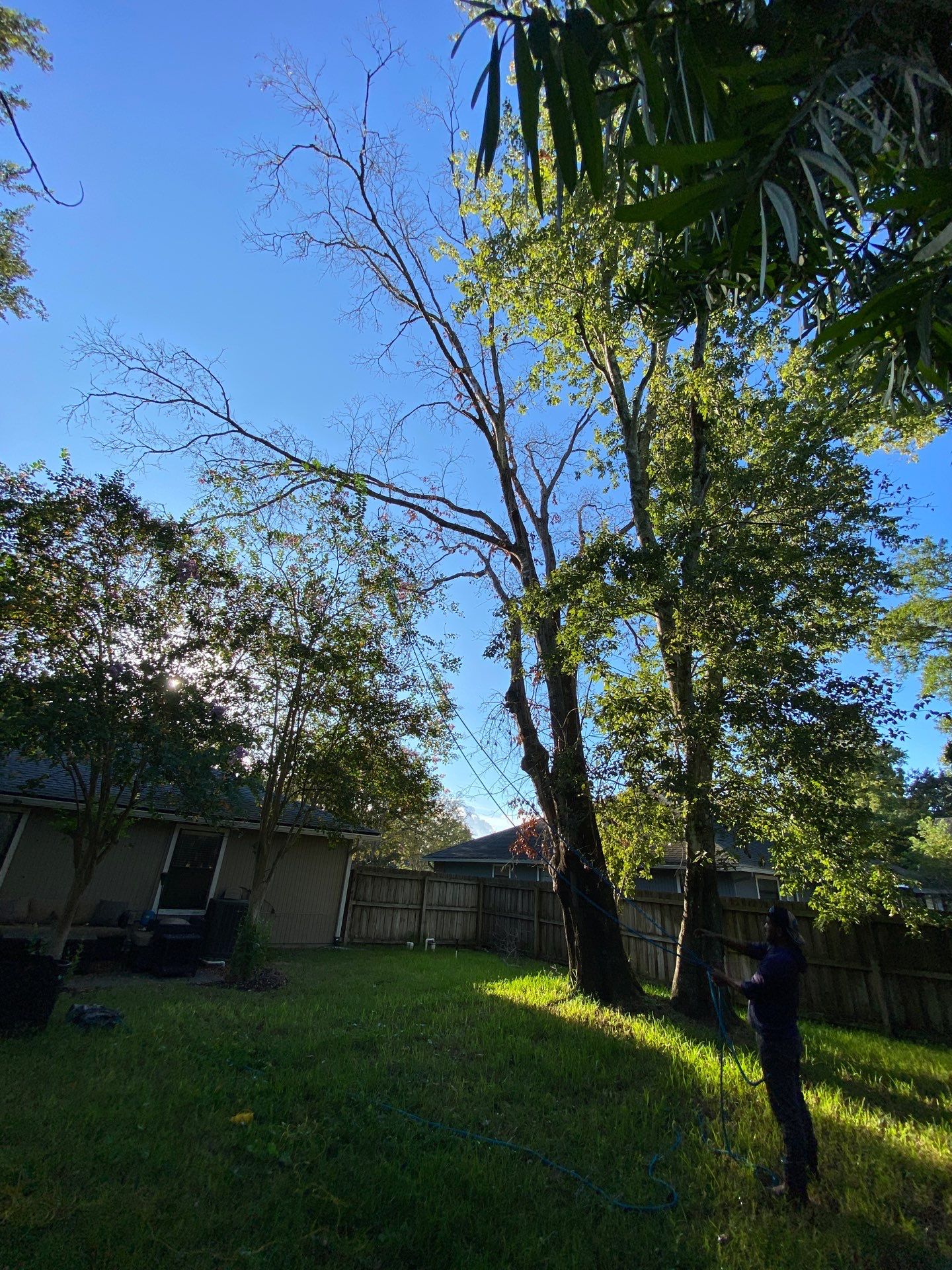 Tree Removal | Residential by ProGreen Services