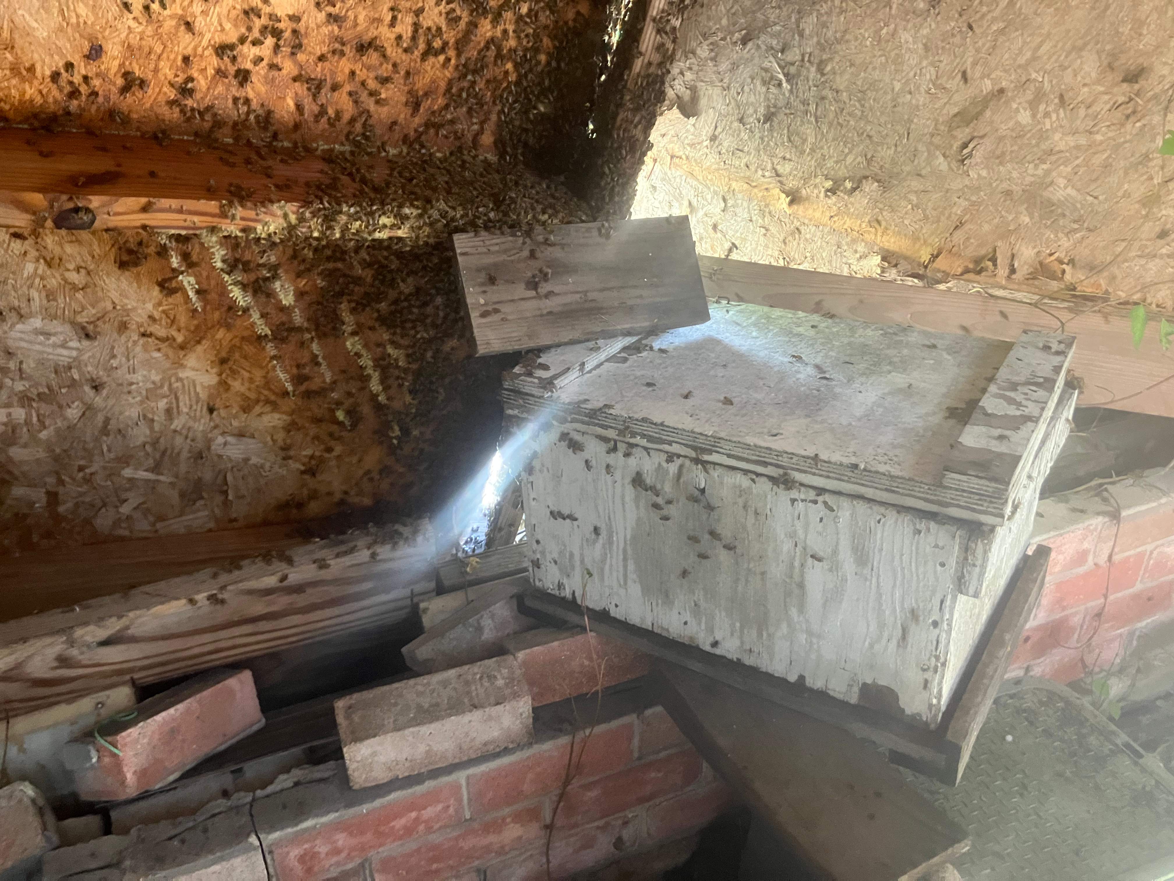 Open Air Garage Beesli by Rockwall Honey Bee Company