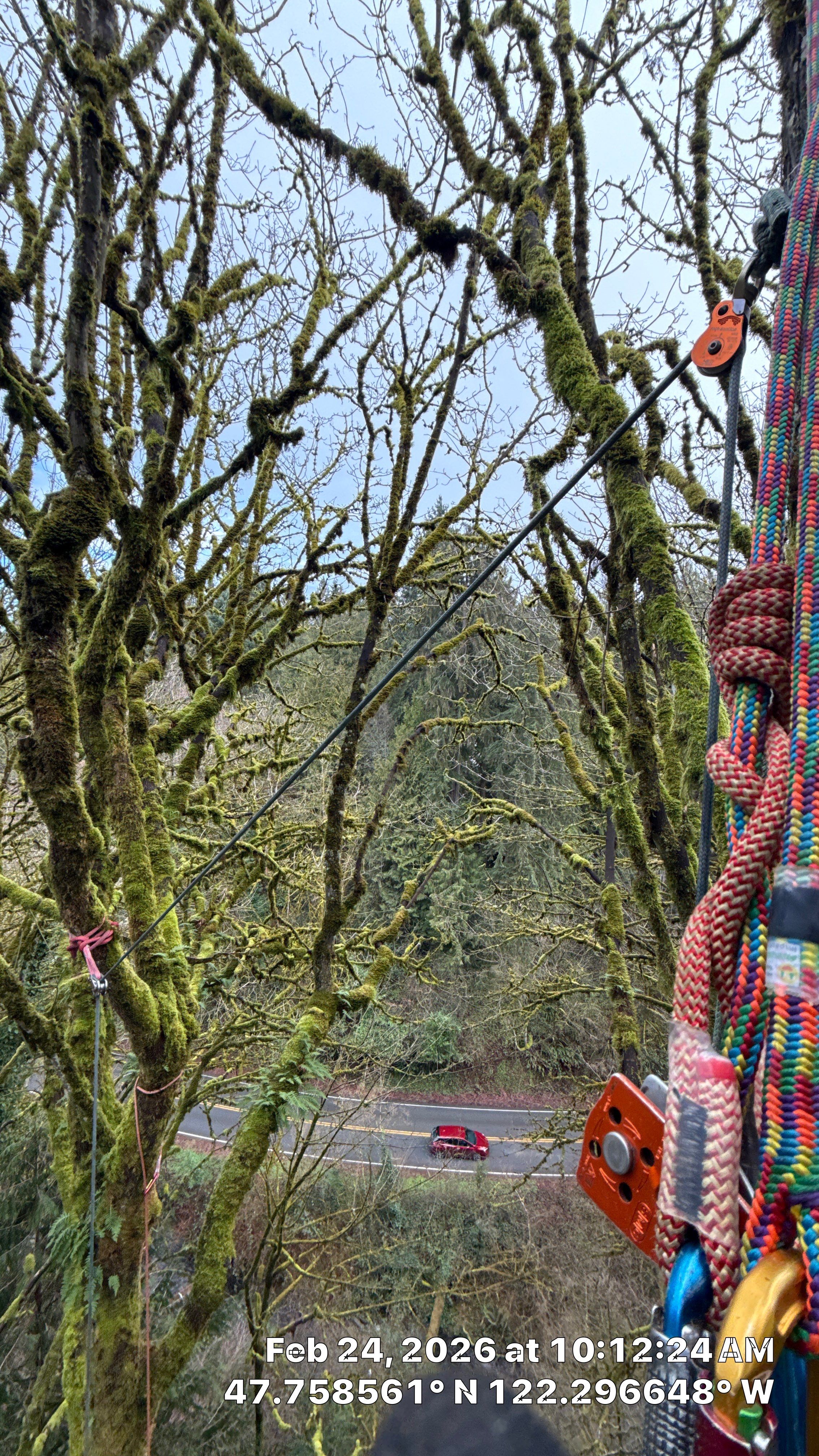 Lake Forest Park Maple Tree Removal – Permitted & Risk-Assessed by Sound Tree Care LLC