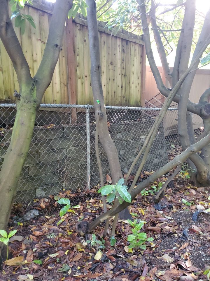 Tree Removal using Tree Removal by Mike Jones & Sons Tree Service LLC 