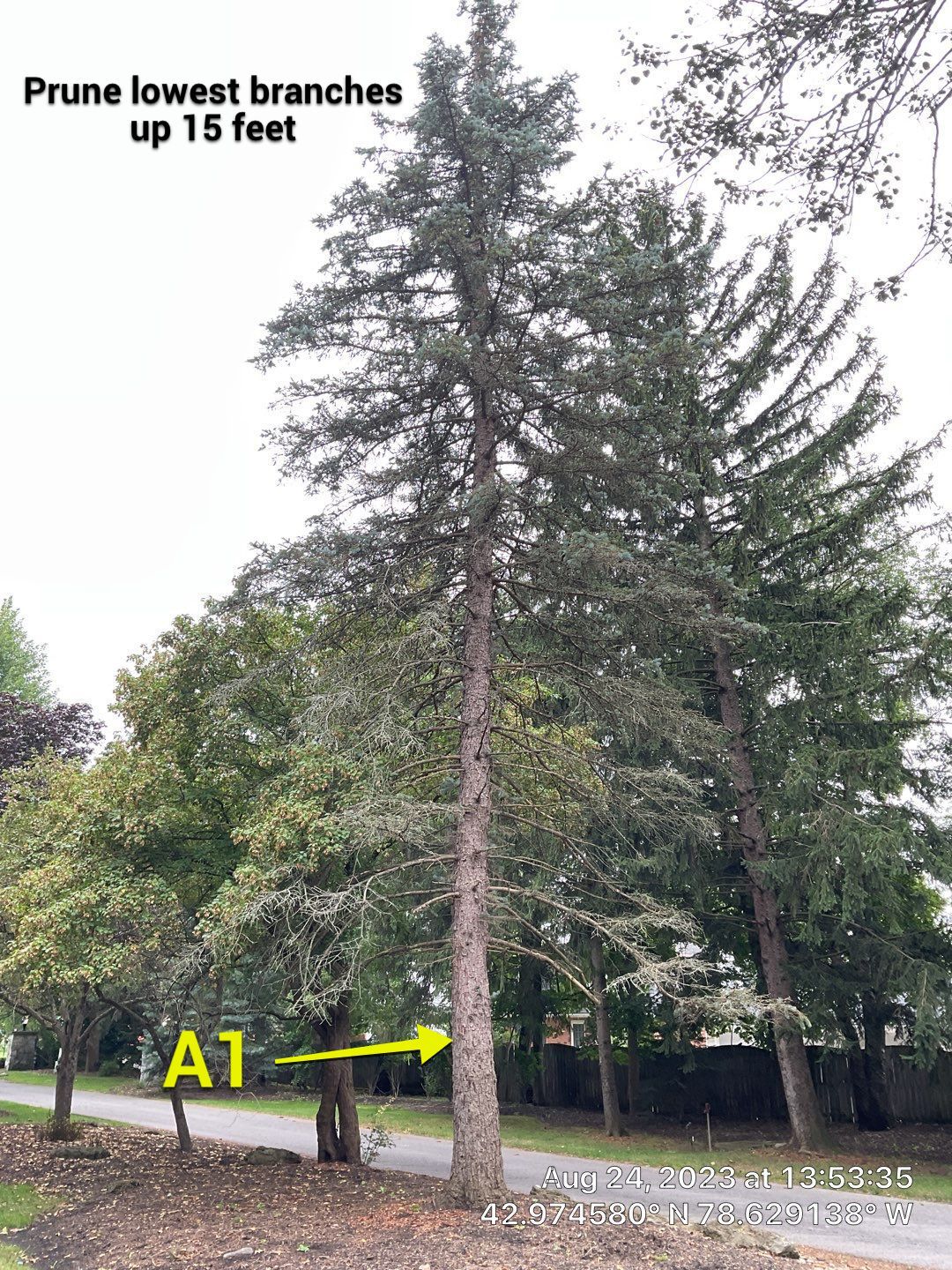 Tree Removal and Pruning by Treeman Tom LLC