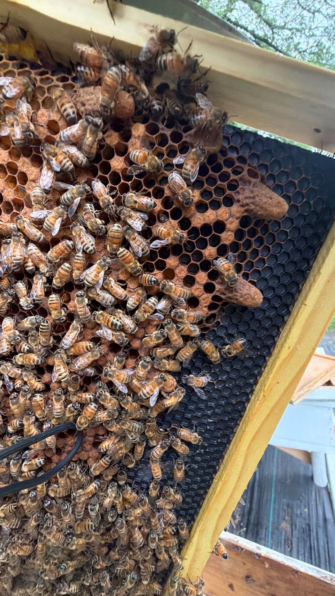 Rustic Grace Apiary in Van Alstyne, TX by Rockwall Honey Bee Company