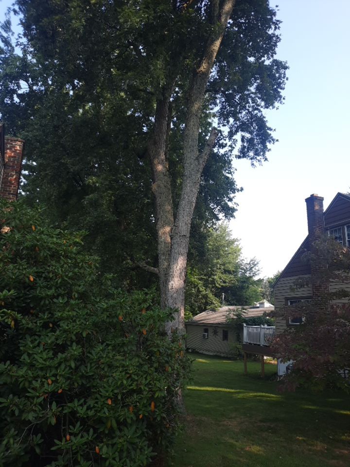 Tree Trimming using Tree Pruing by Mike Jones & Sons Tree Service LLC 