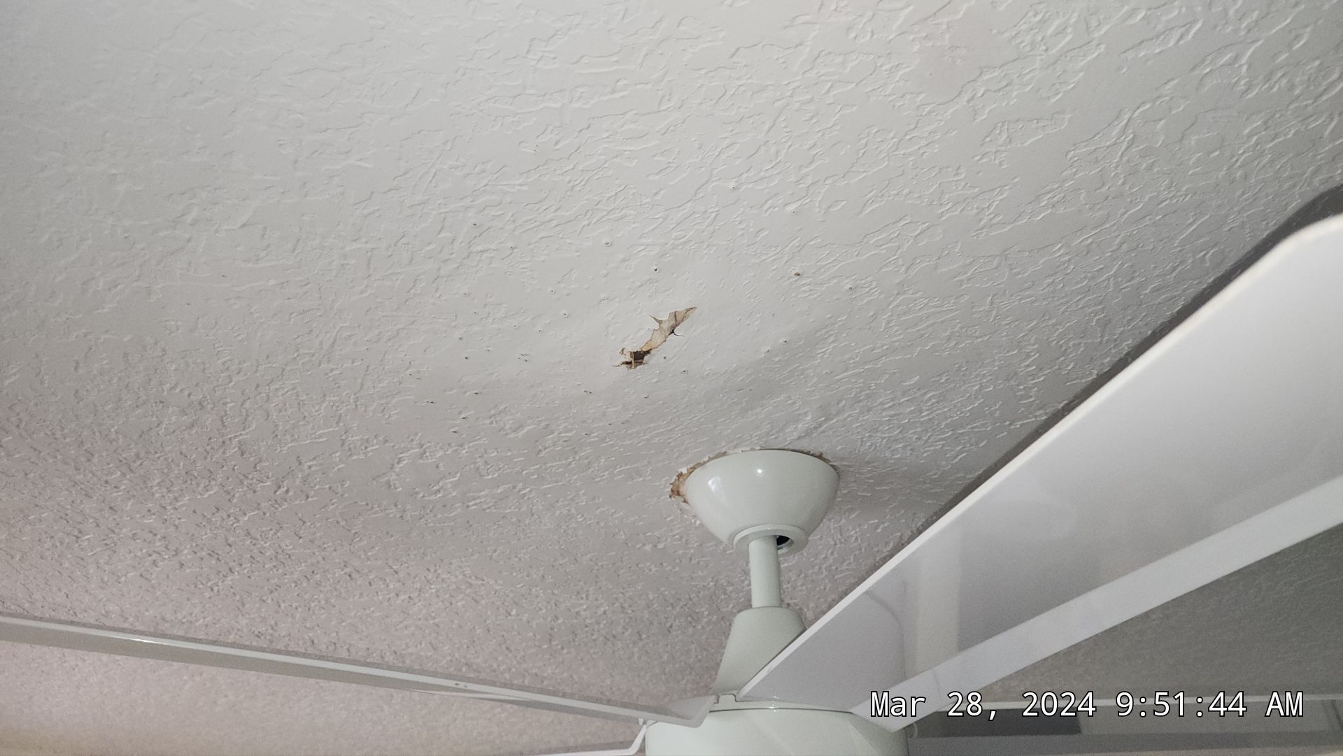 Clay Tile Roof Leak Repair and Sheathing Replacement in Hollywood