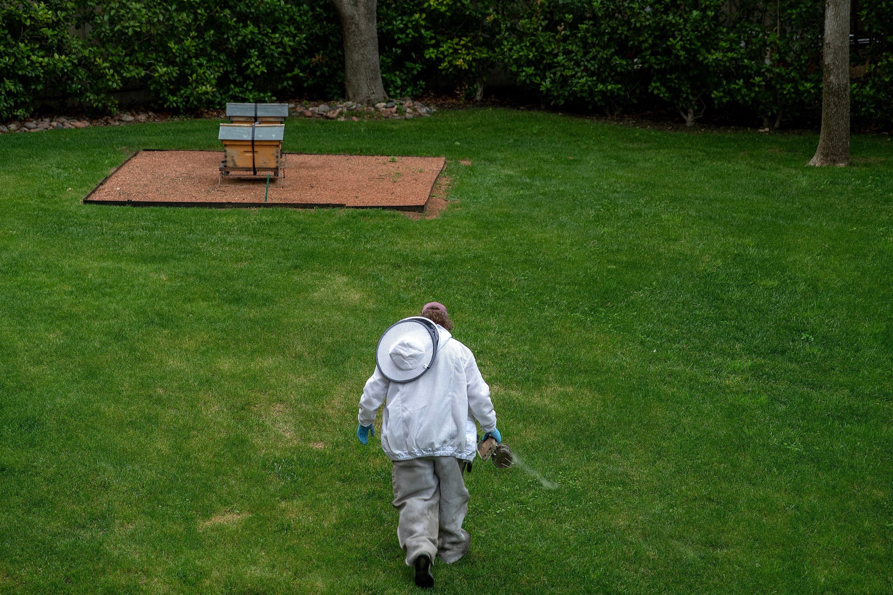 Urban Beekeeping in Dallas by Rockwall Honey Bee Company