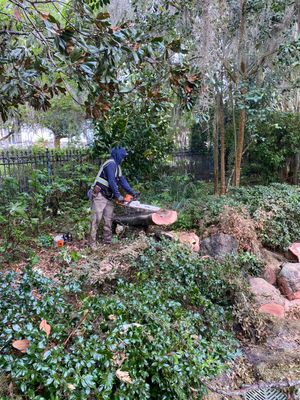 Residential | Tree Removal