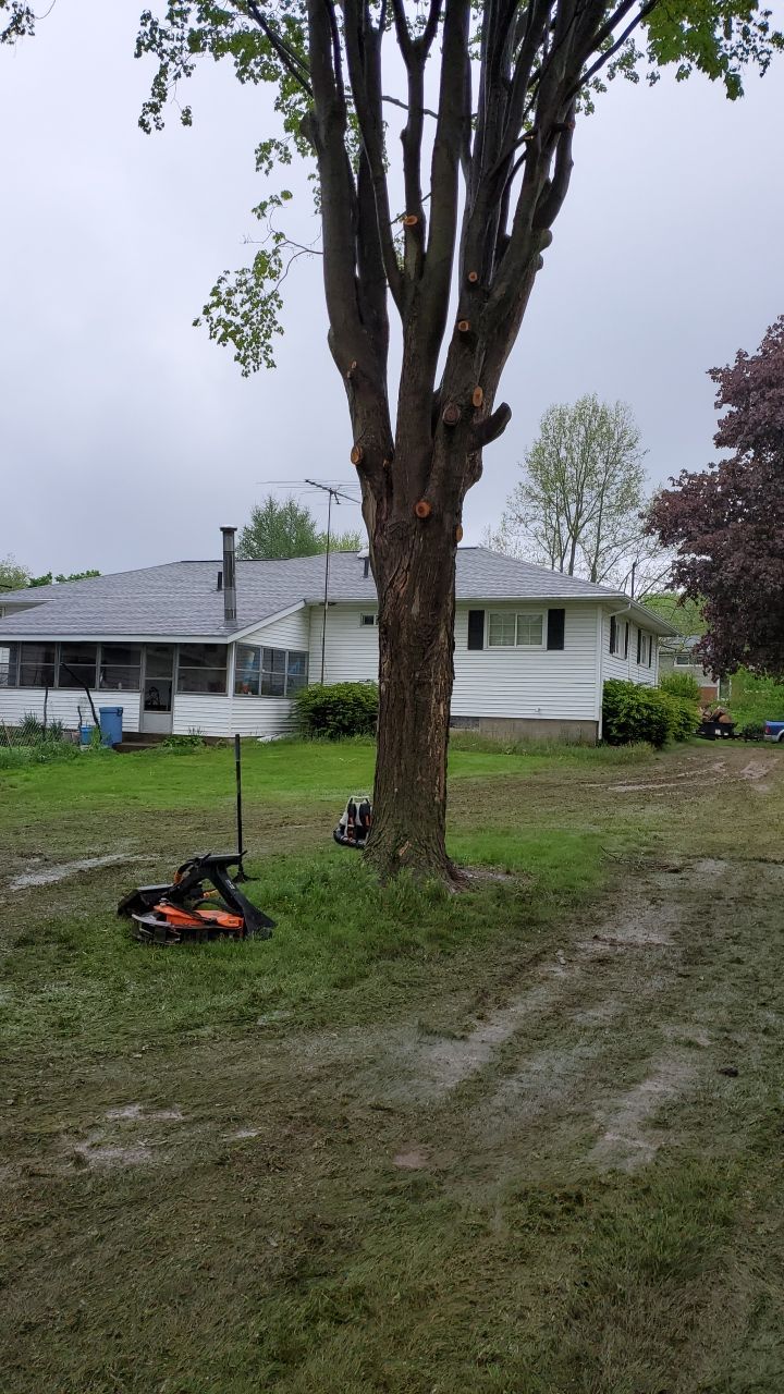 Tree Removal using Tree Removal by Mike Jones & Sons Tree Service LLC 