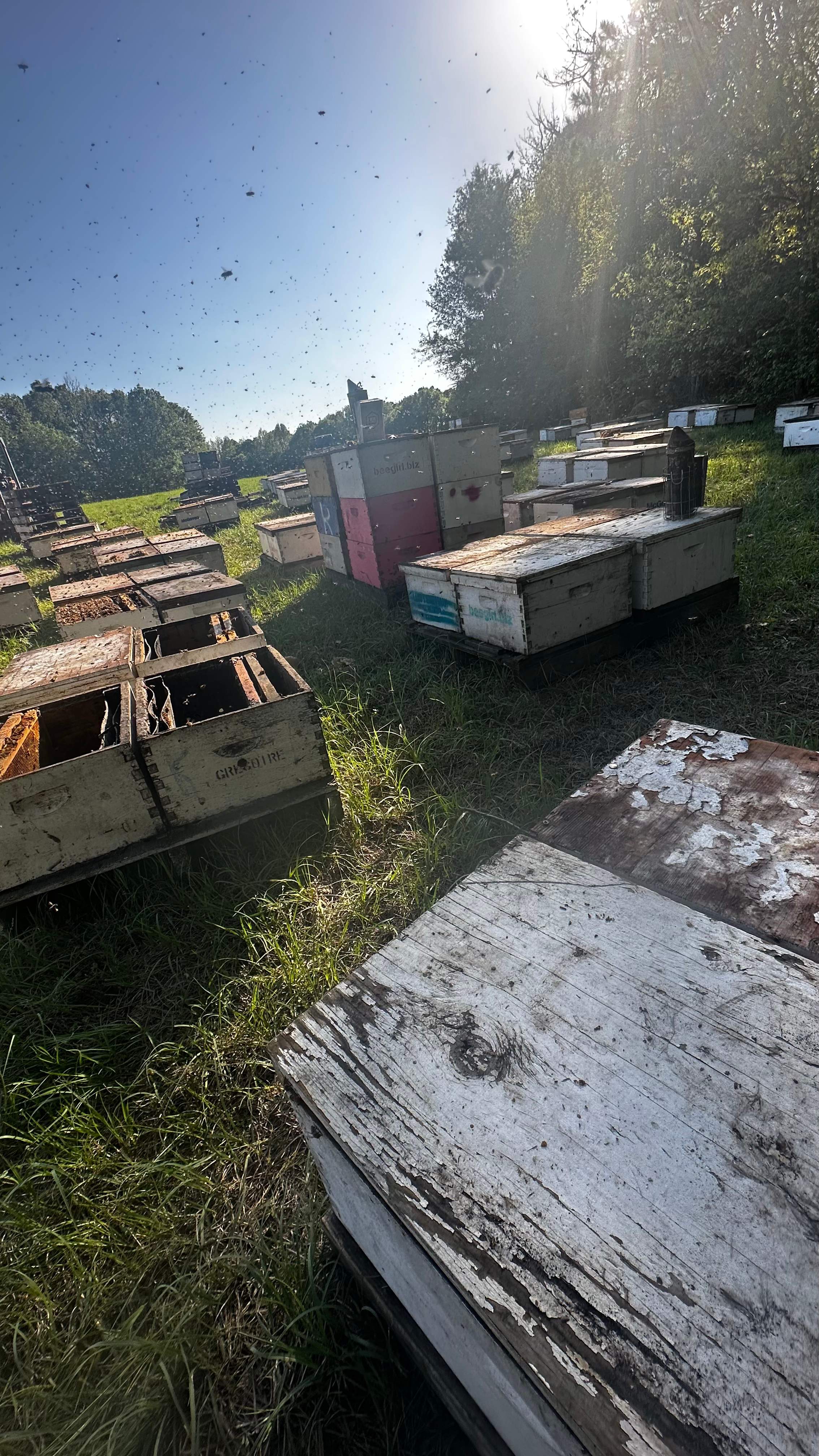 Traylor's Hay Meadow Apiary by Rockwall Honey Bee Company