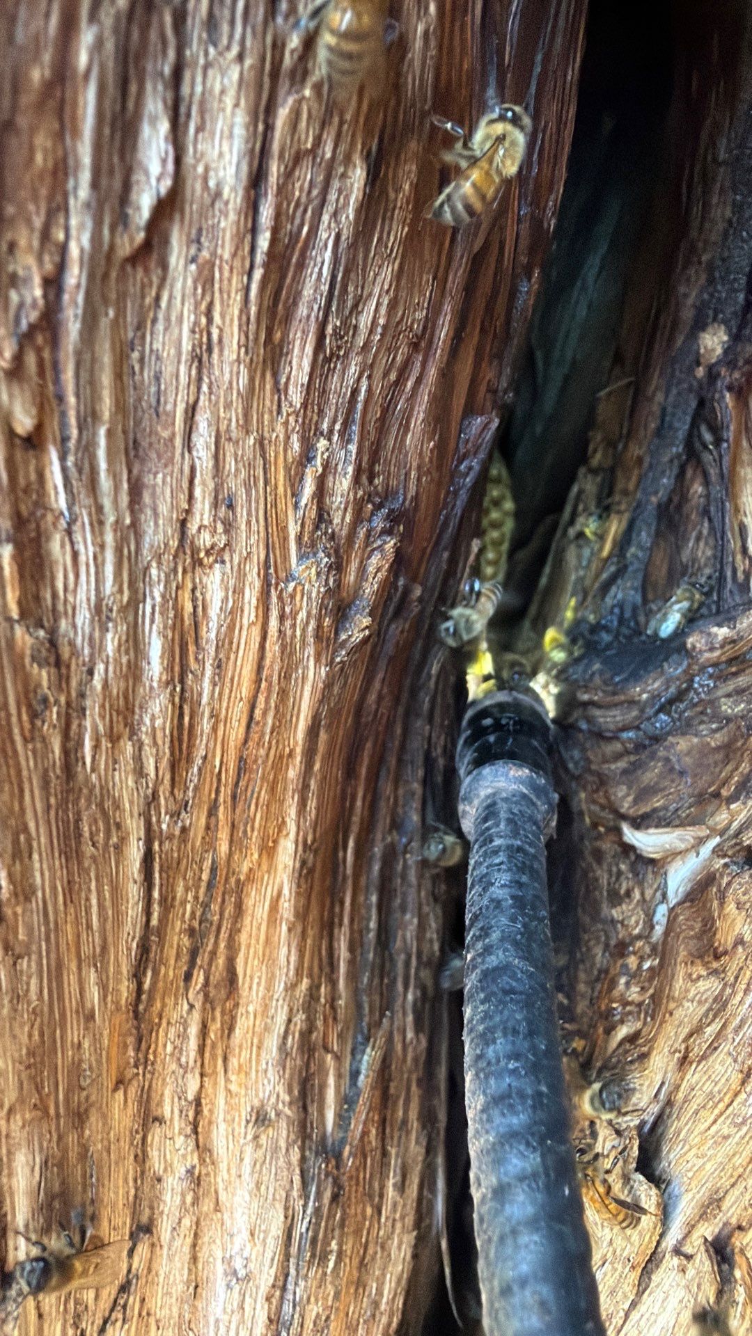 Cavern-Crack Tree Bees by Rockwall Honey Bee Company