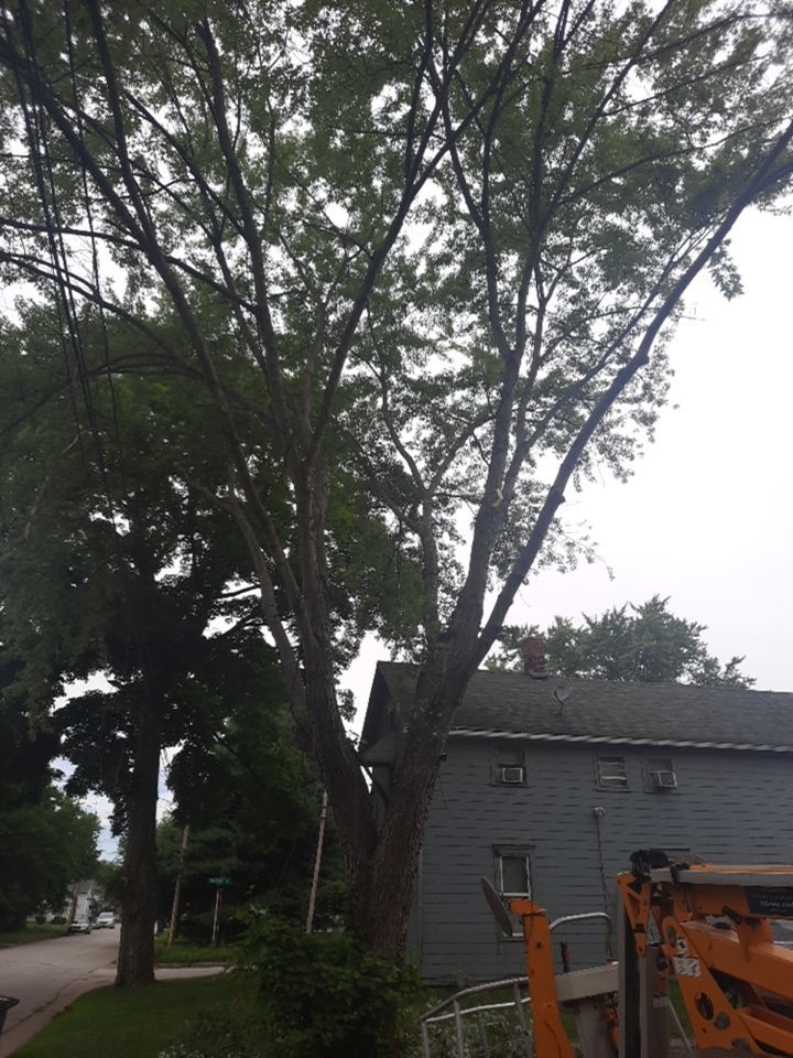 Tree Removal using Tree Removal by Mike Jones & Sons Tree Service LLC 