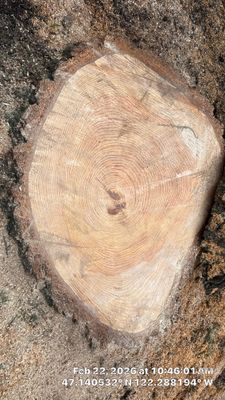 Large Fir Tree Removal Near Power Lines in Puyallup, WA