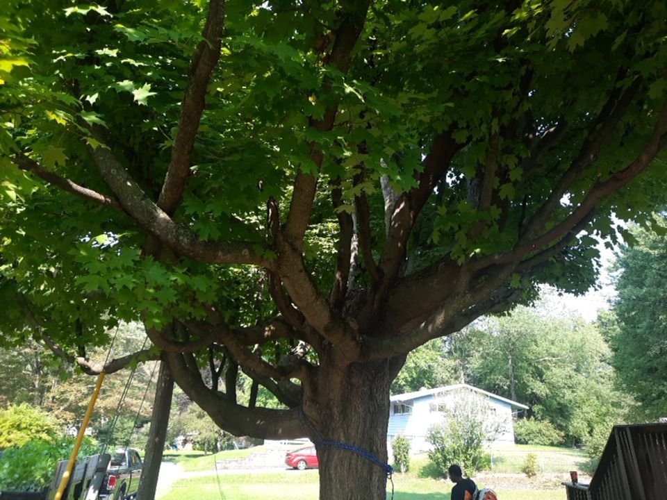 Tree Trimming using Tree Pruing by Mike Jones & Sons Tree Service LLC 