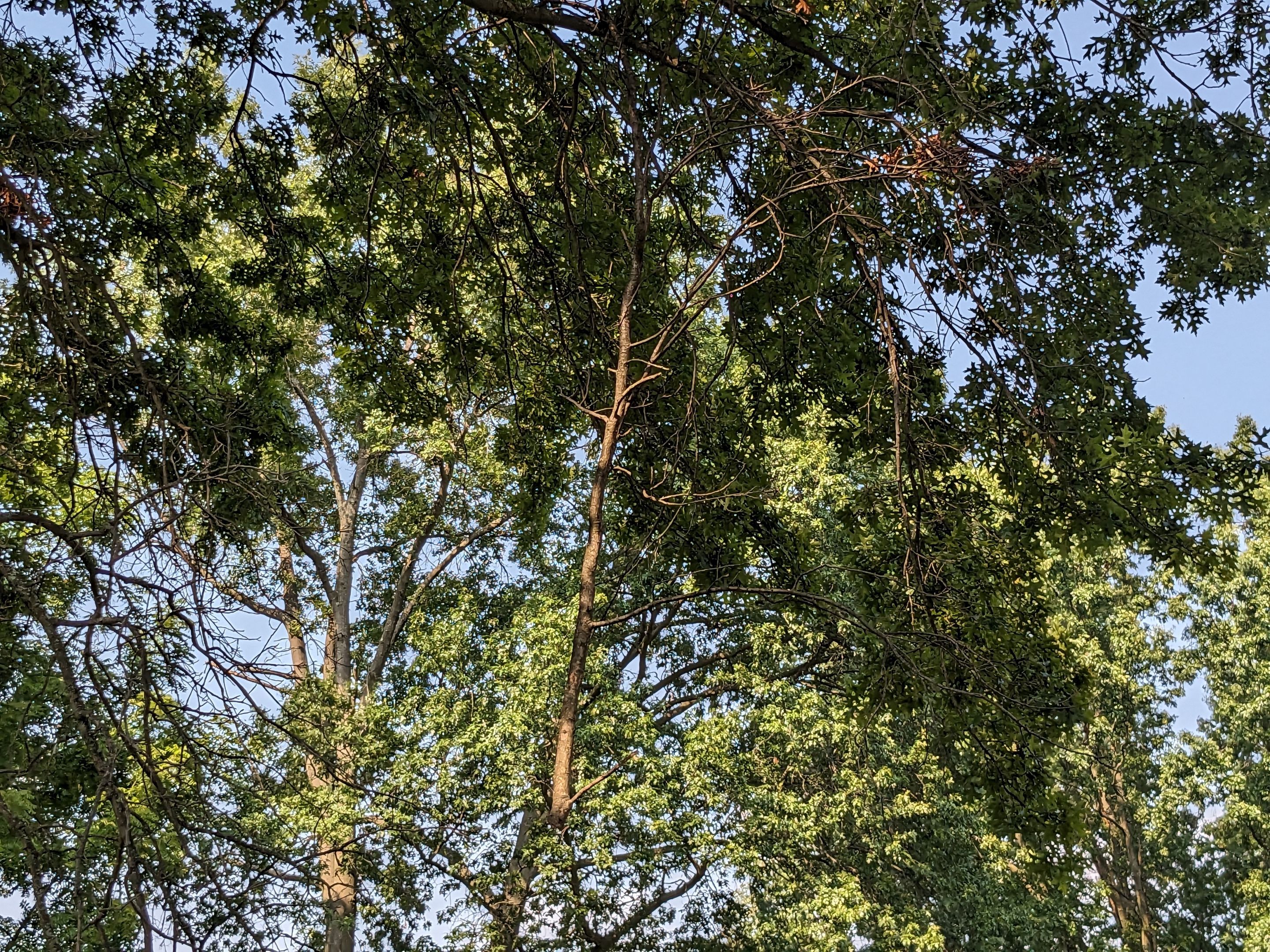 Tree Trimming using Tree Pruing by Mike Jones & Sons Tree Service LLC 