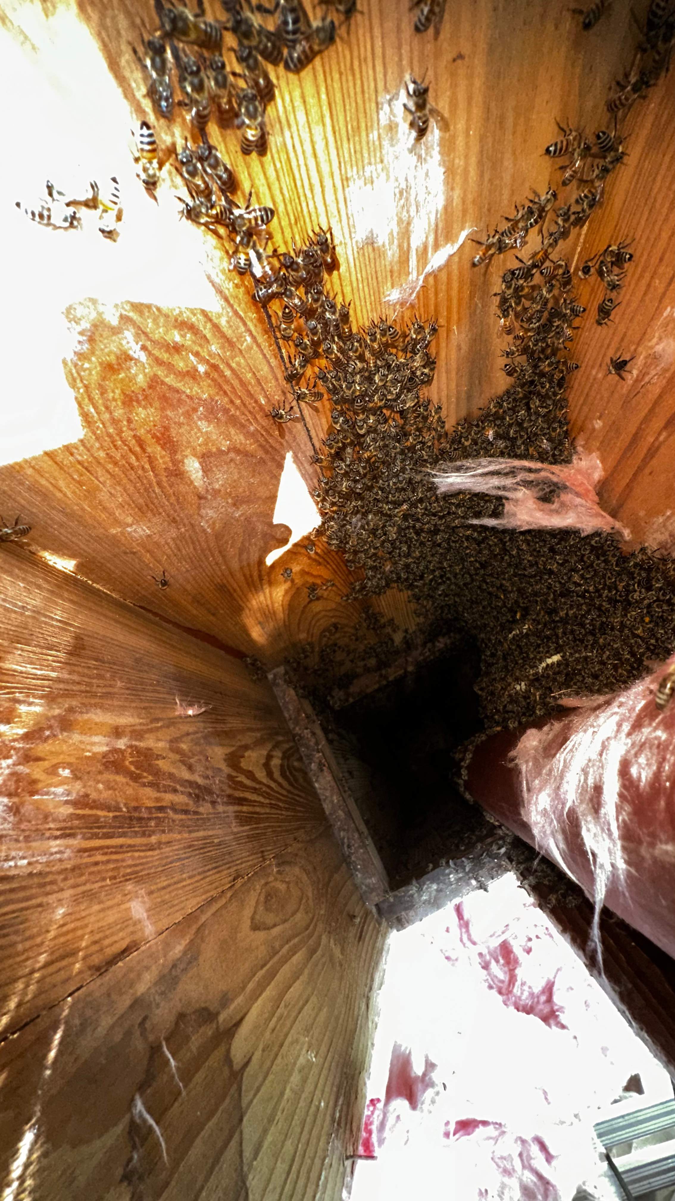 Column Bees by Rockwall Honey Bee Company