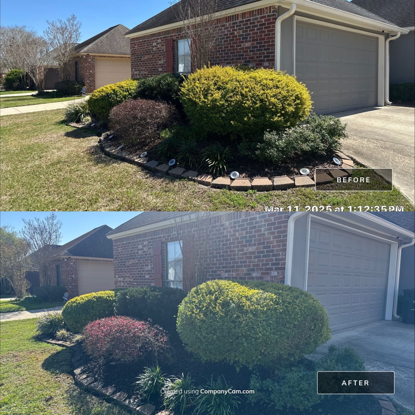 HEDGE TRIM / BED CLEAN / MULCH INSTALL using BROWN MULCH "BARK BRITE" by CutScape, LLC.