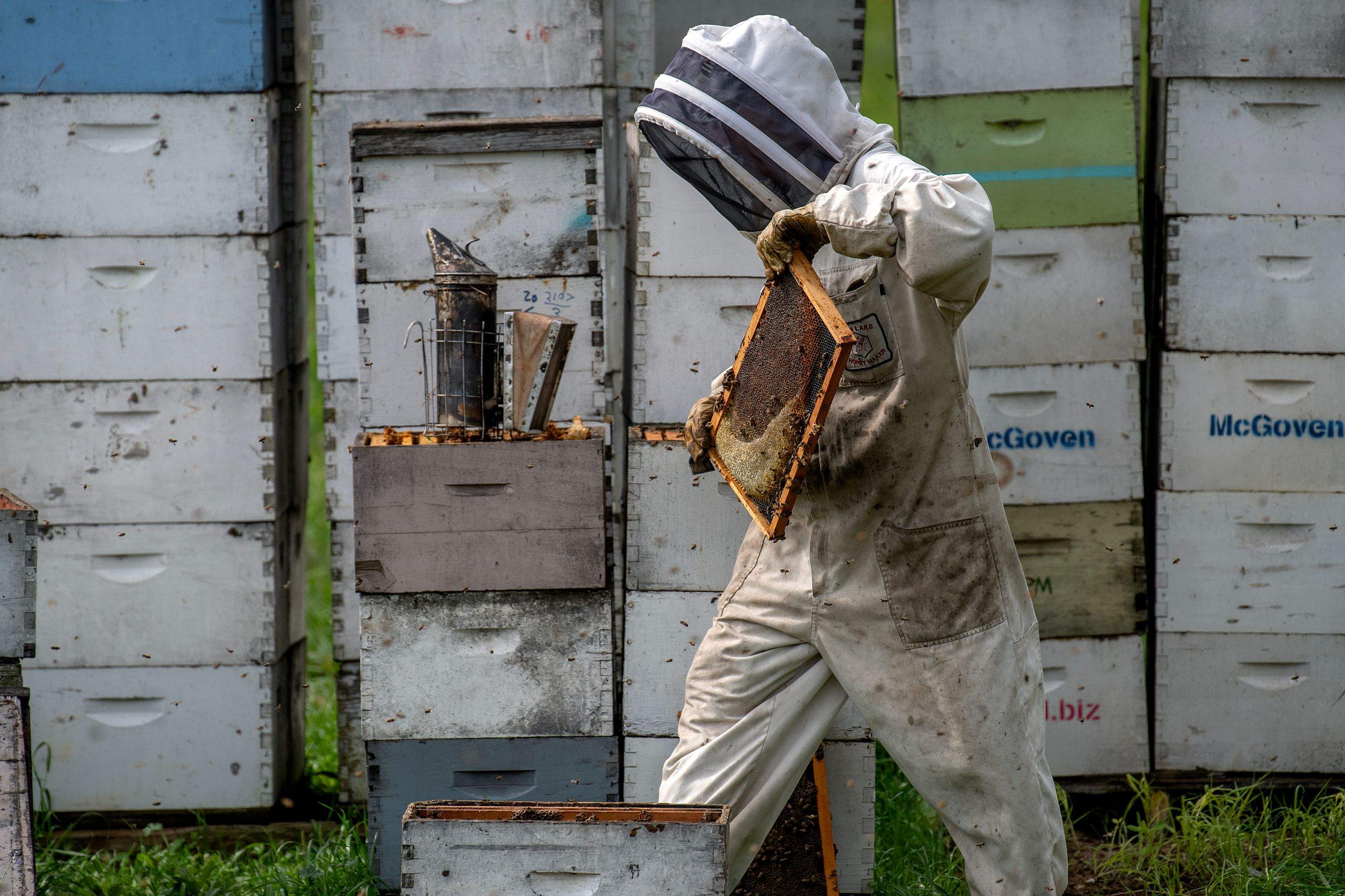 Splits in East Texas by Rockwall Honey Bee Company