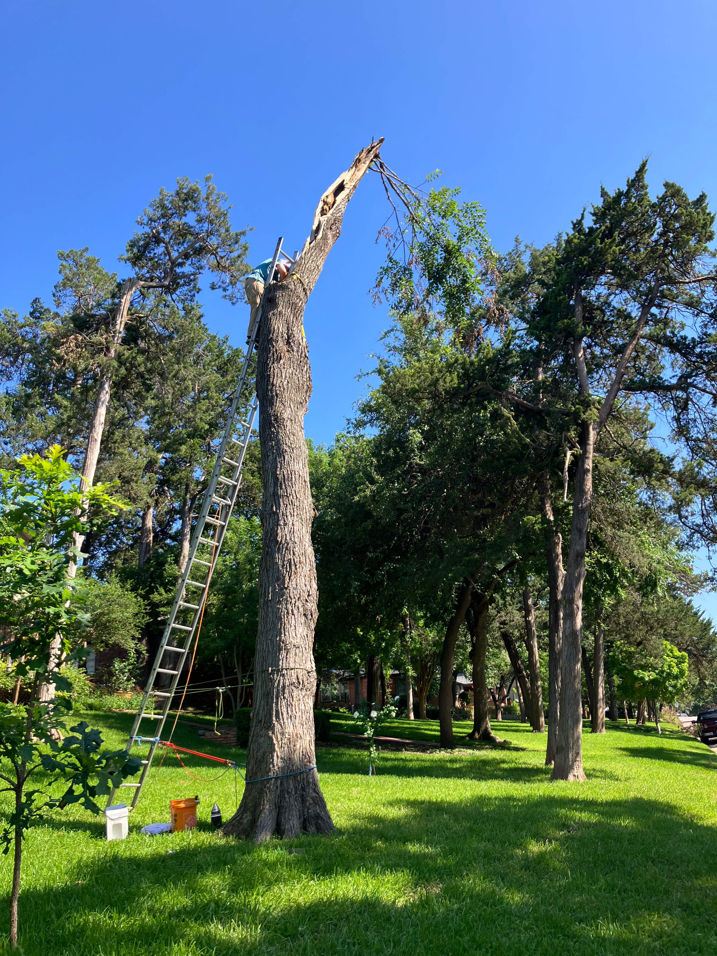 Canopy-less Tree by Rockwall Honey Bee Company