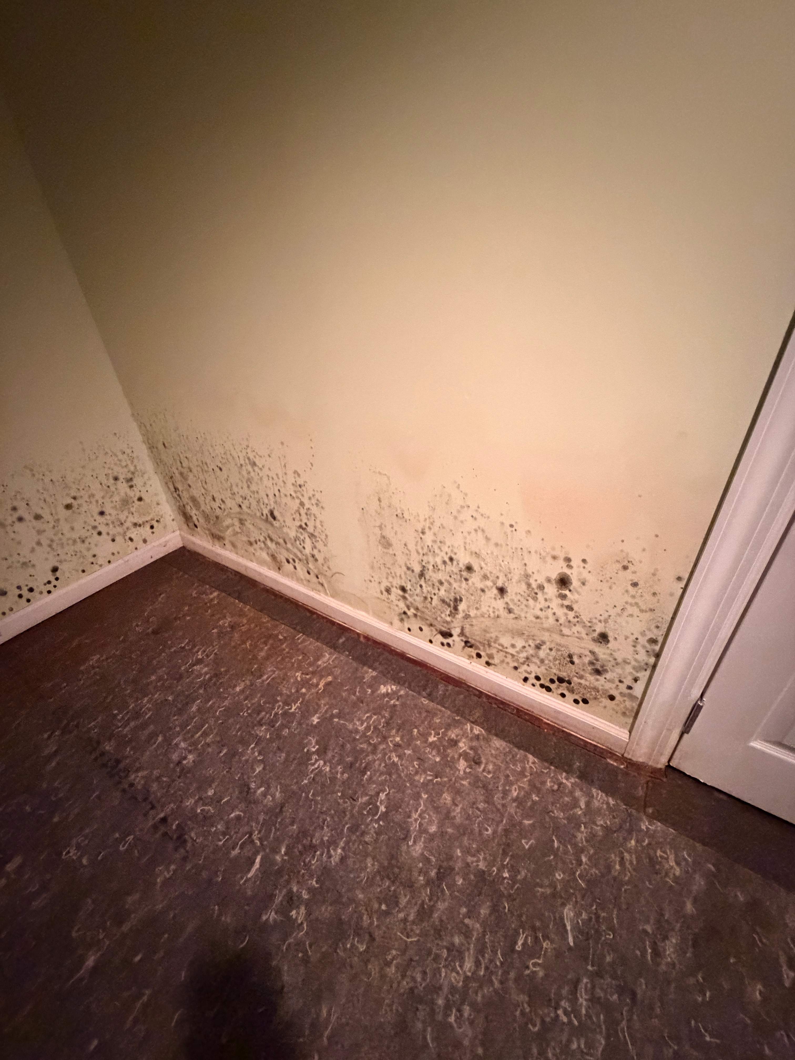 Water Damage / Mold Damage by Newhouse Restoration